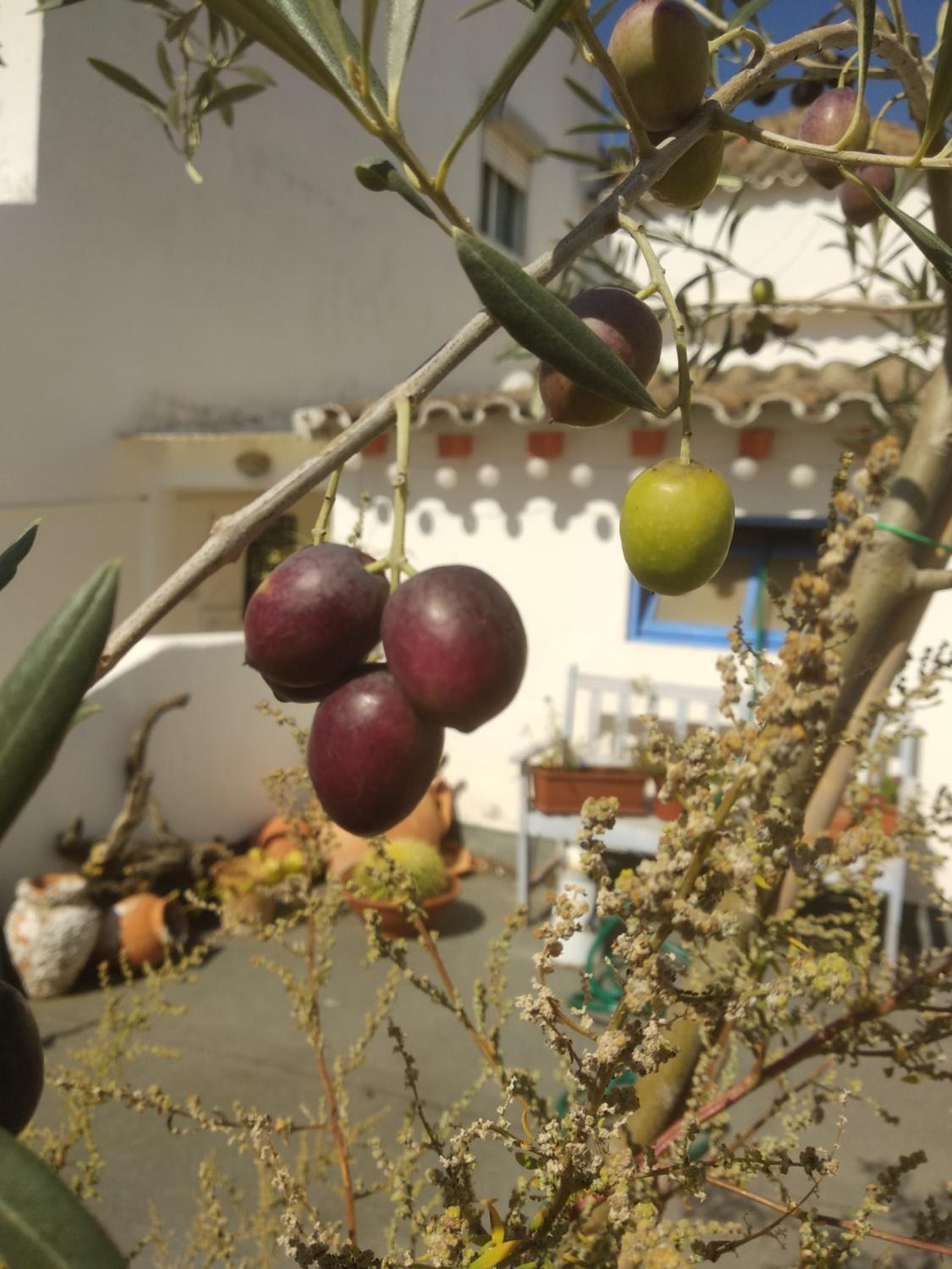Bea's Bed & Breakfast en Tavira — other