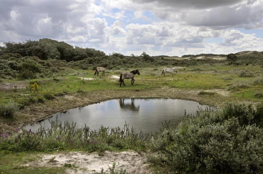 Vakantiehuisje De Panne vlak aan Plopsaland en de zee