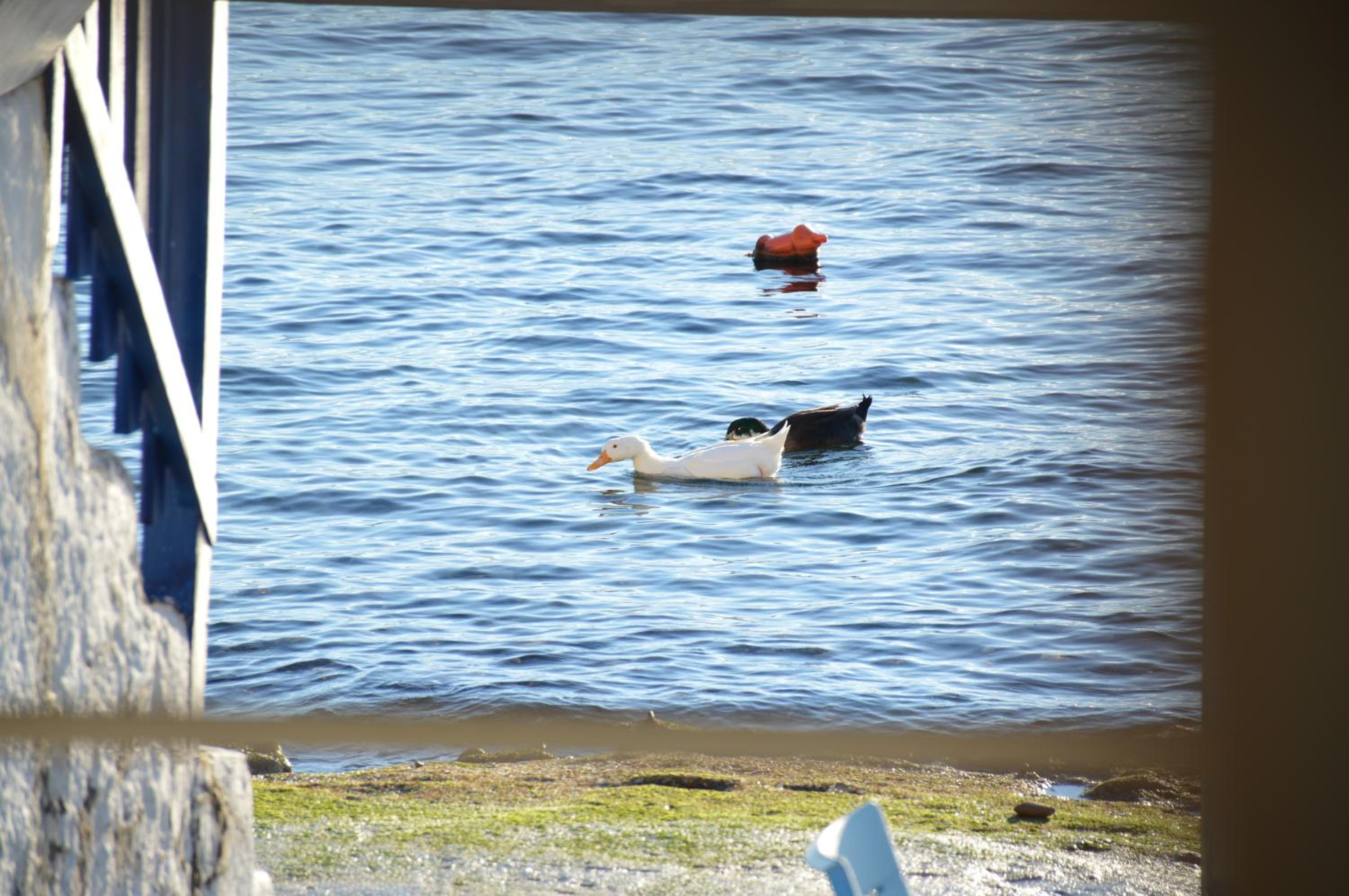 Photo 45