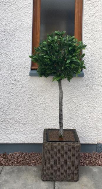 Photo 45