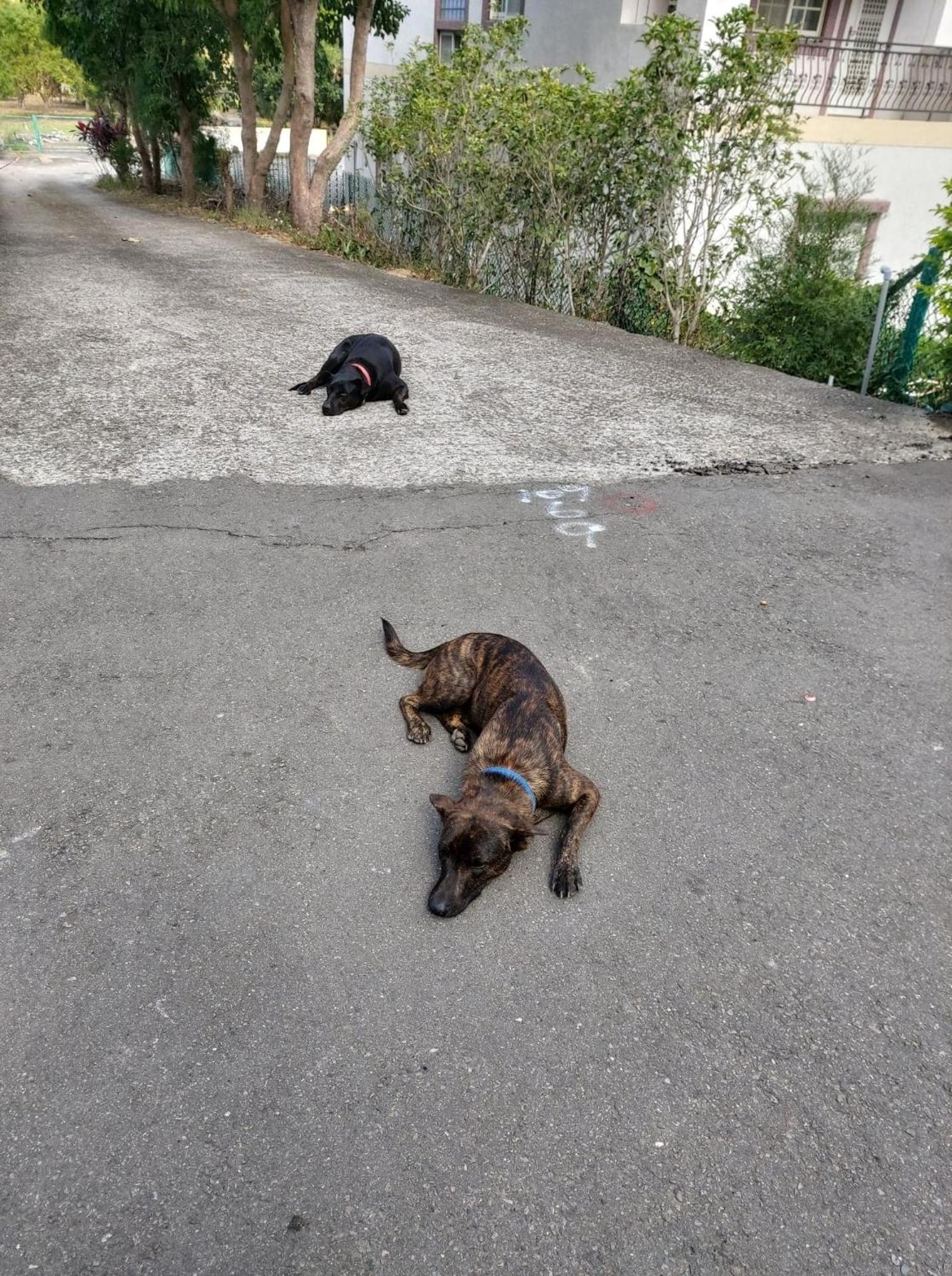Photo 29