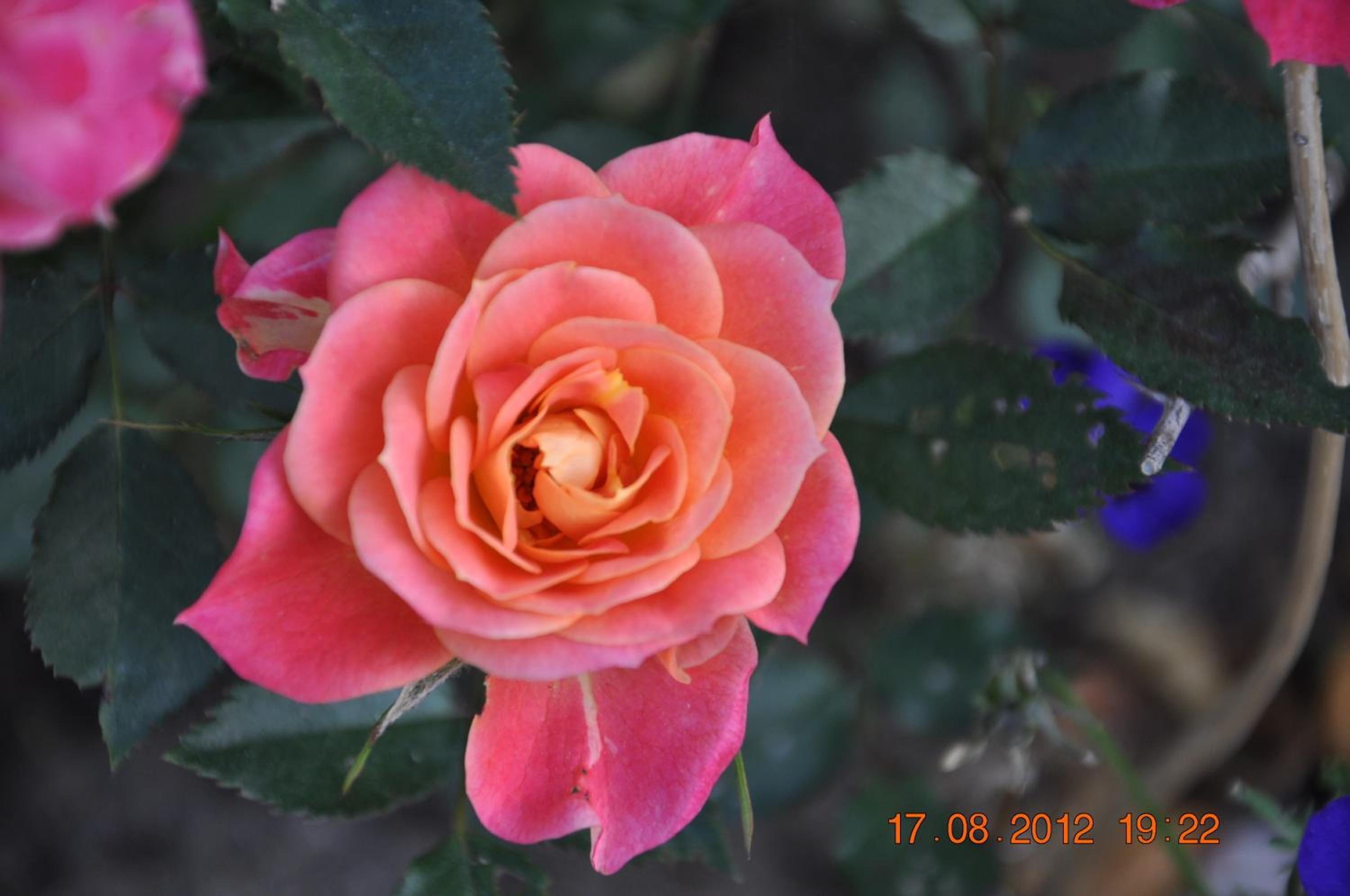 Photo 35