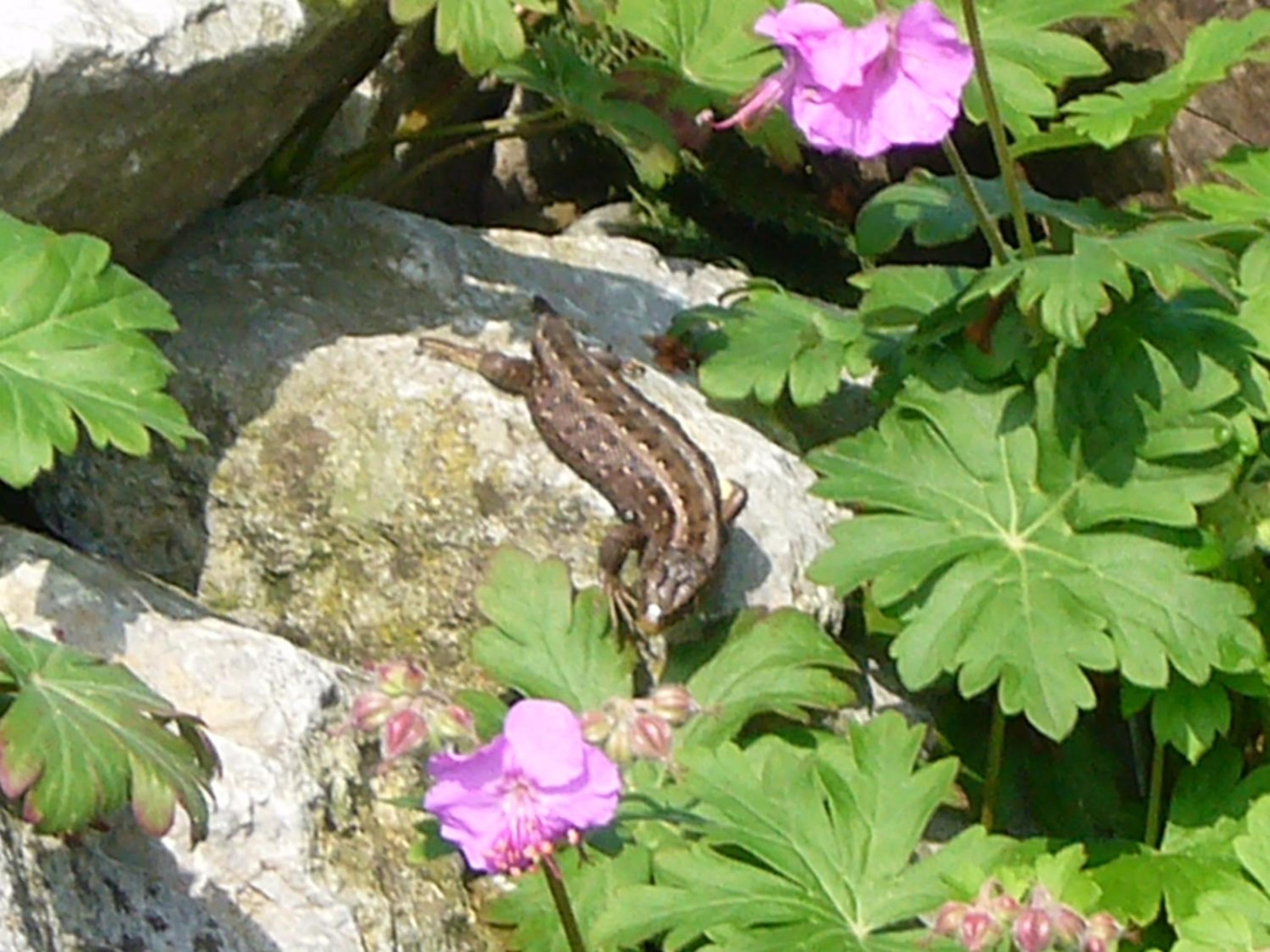 Reni's Oase am Bodensee