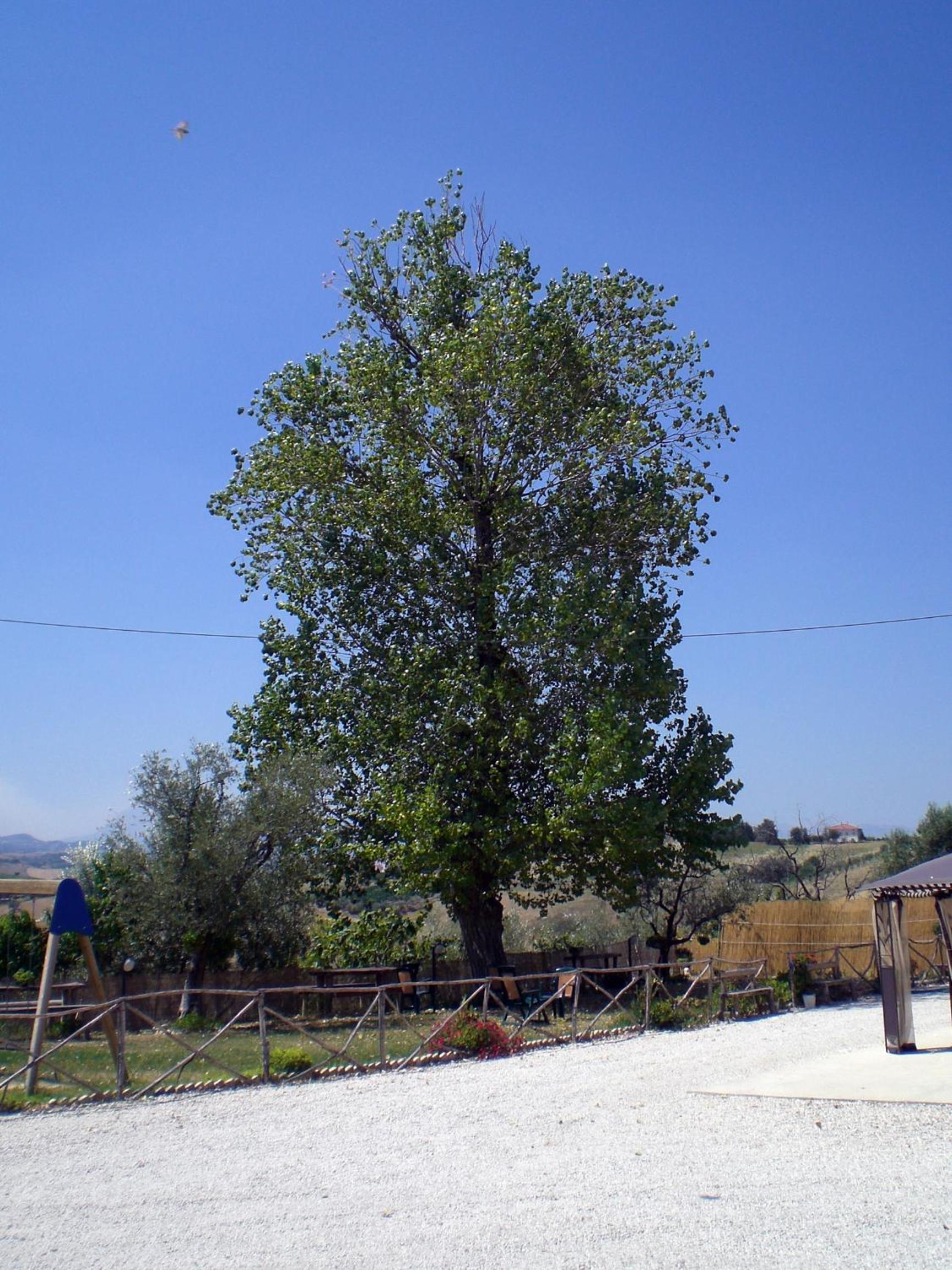 Photo 38