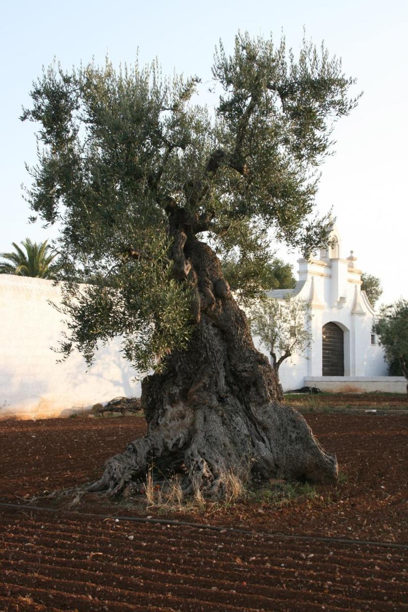 Photo 43