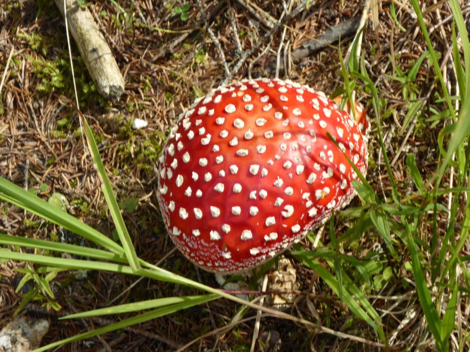 Oberrainbauer