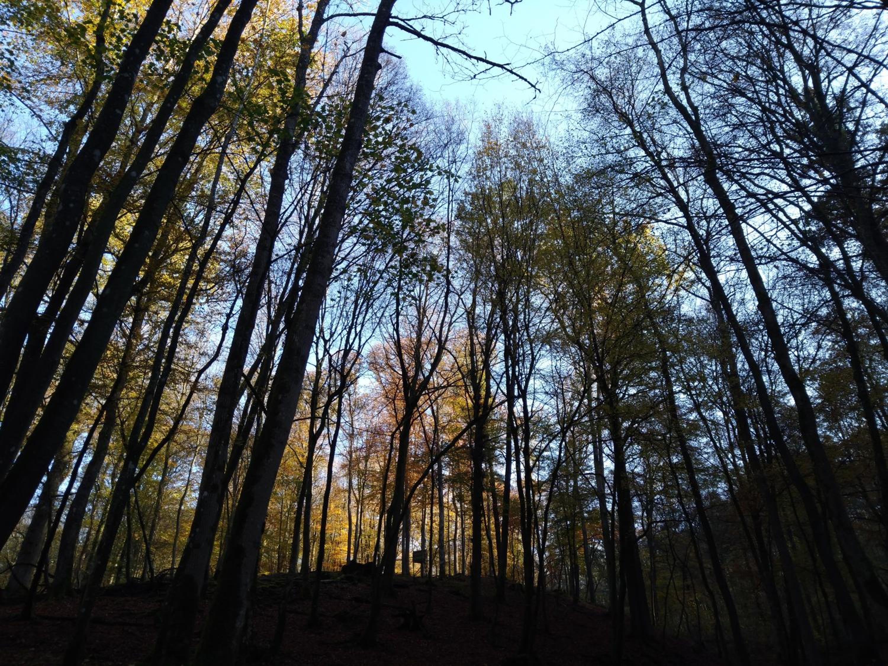 Chalet au bois d'Ourthe