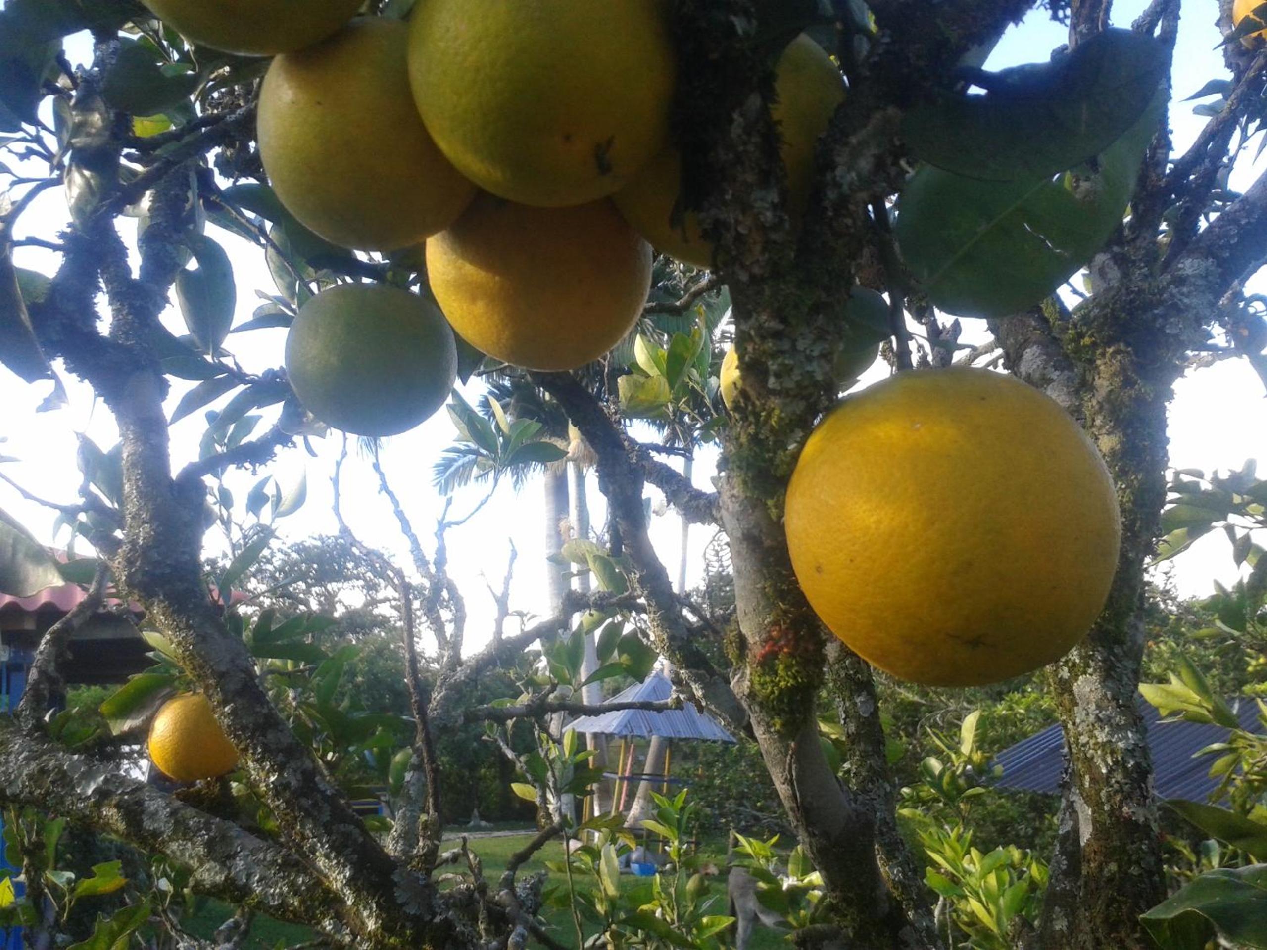 Finca El Topacio Circasia-Quindio