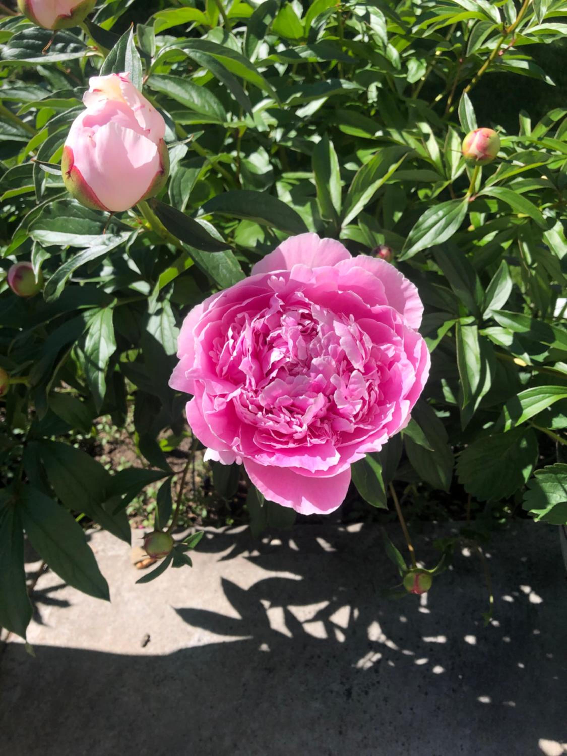 Hamptons Rose garden family!