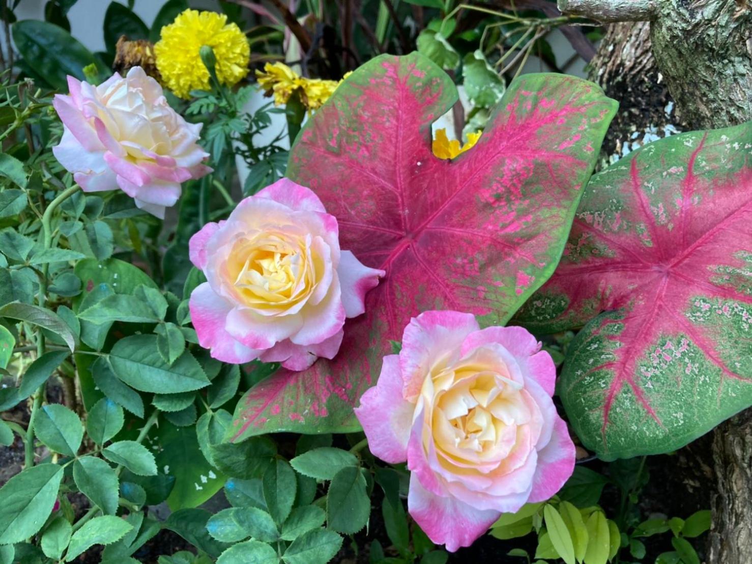 Ekman Garden Resort