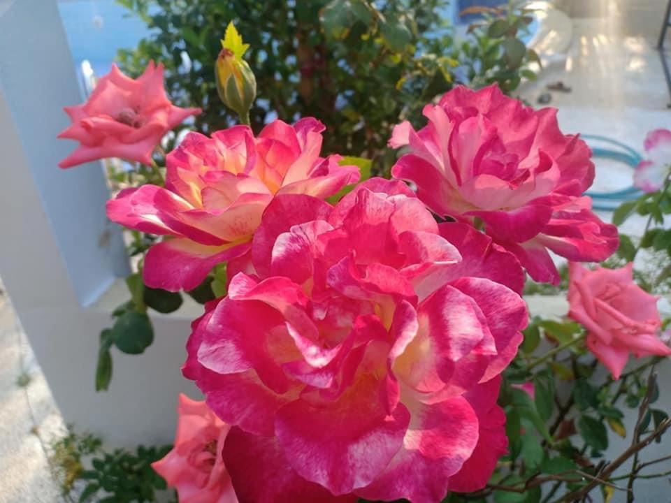 Ekman Garden Resort