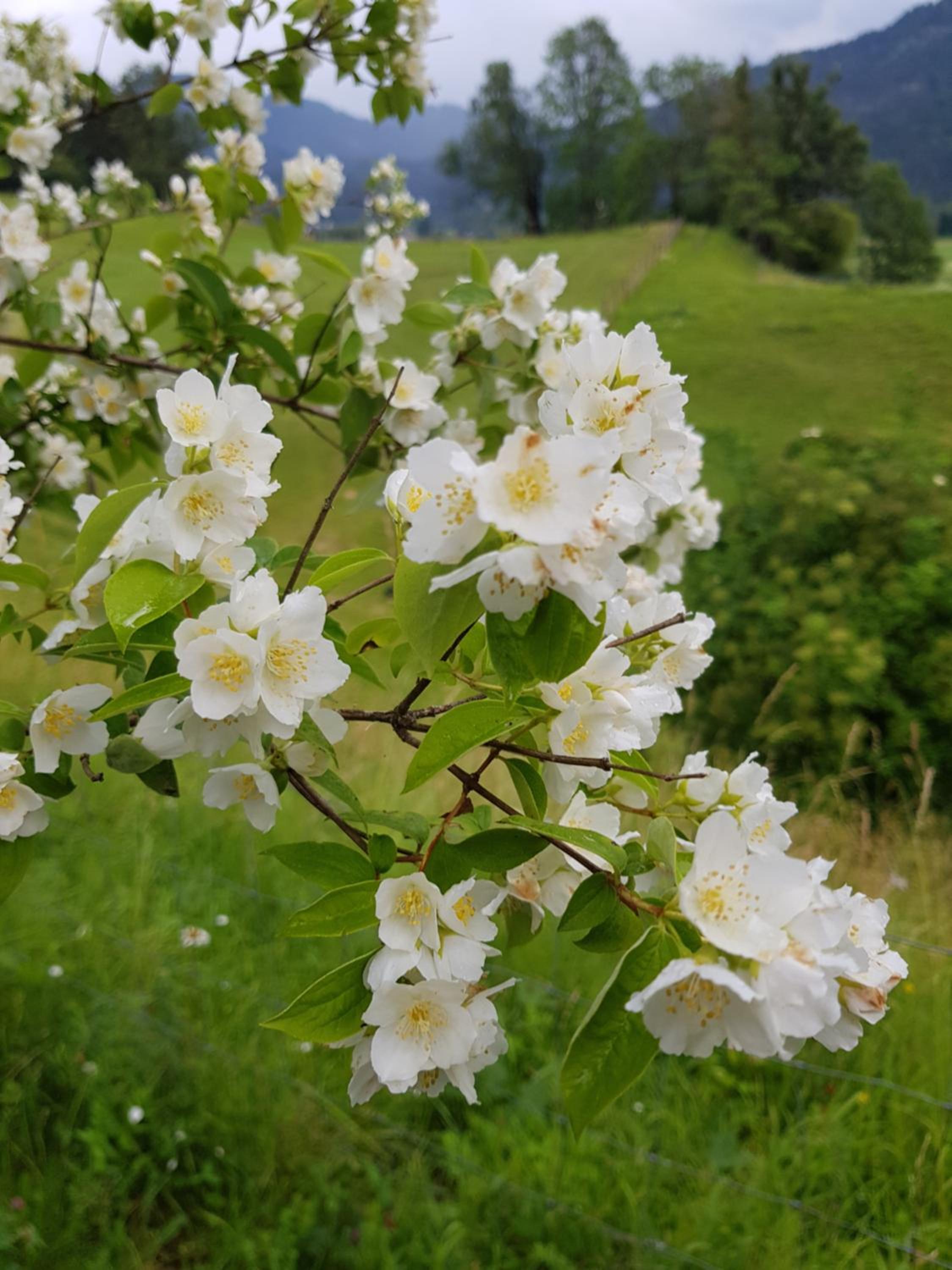 Berghof Reiter