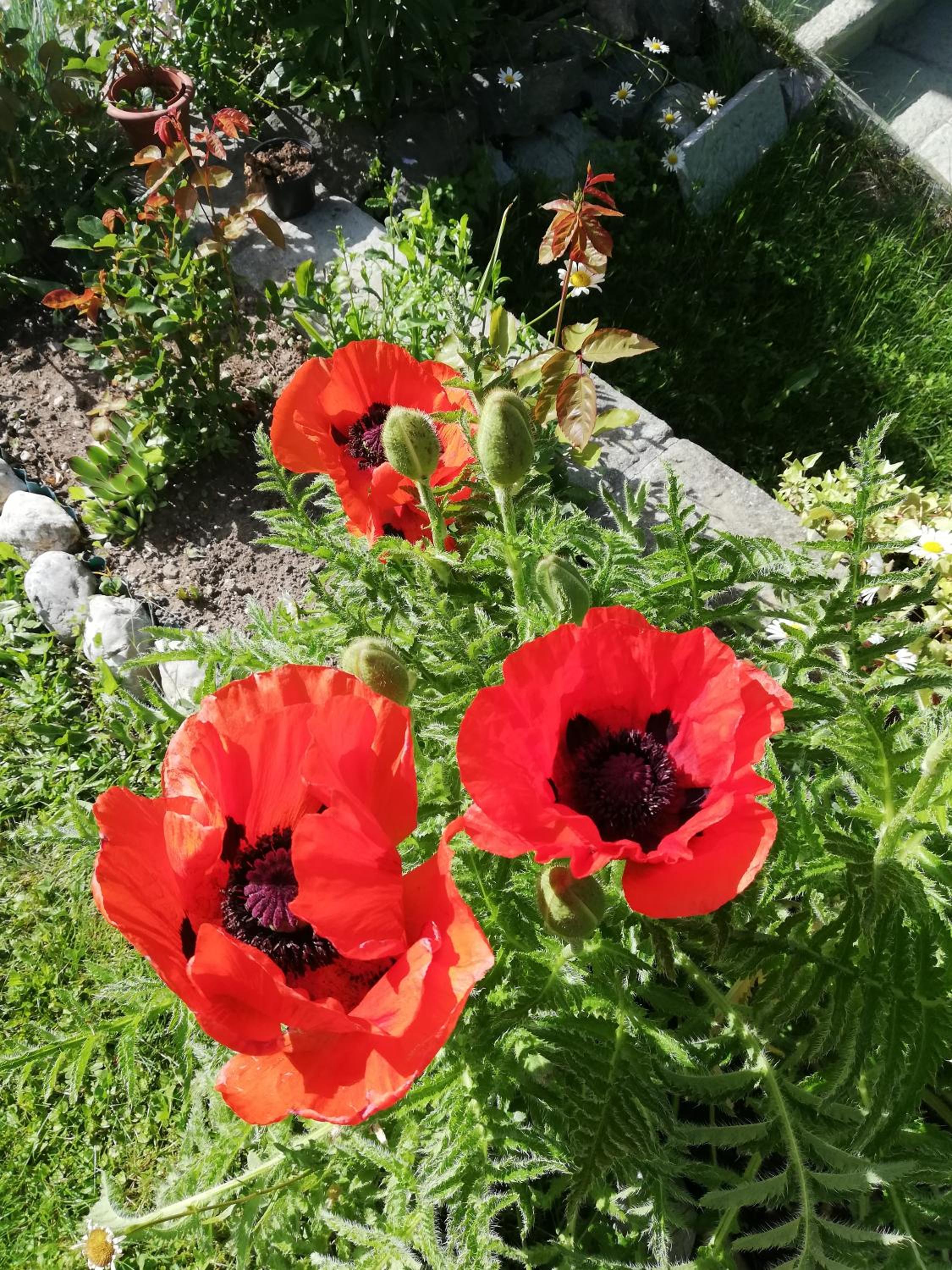 Photo 46