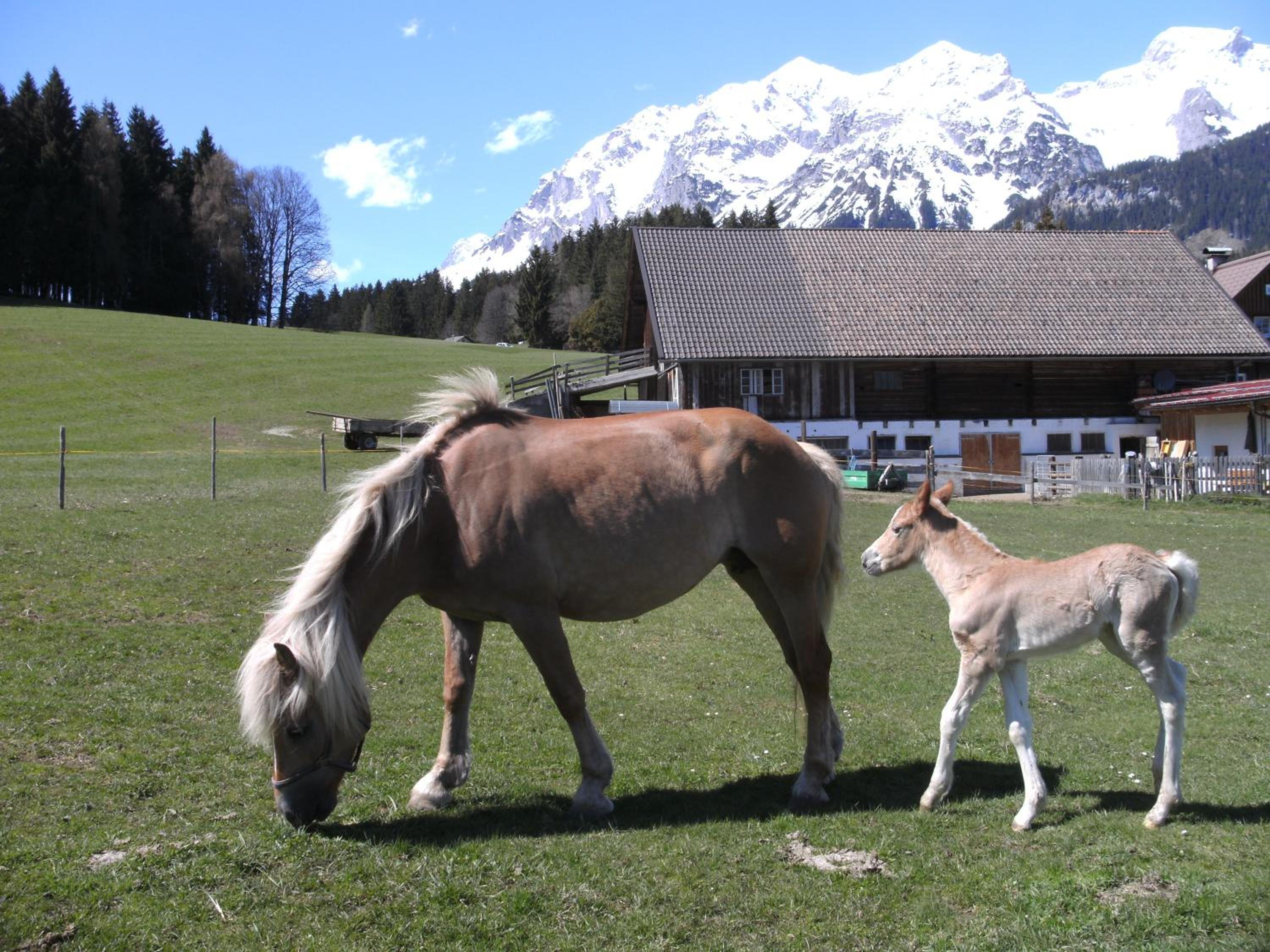 Haslehnerhof