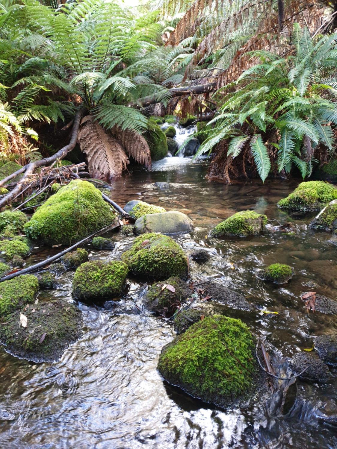 Sassafras Springs