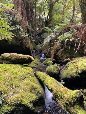 Sassafras Springs