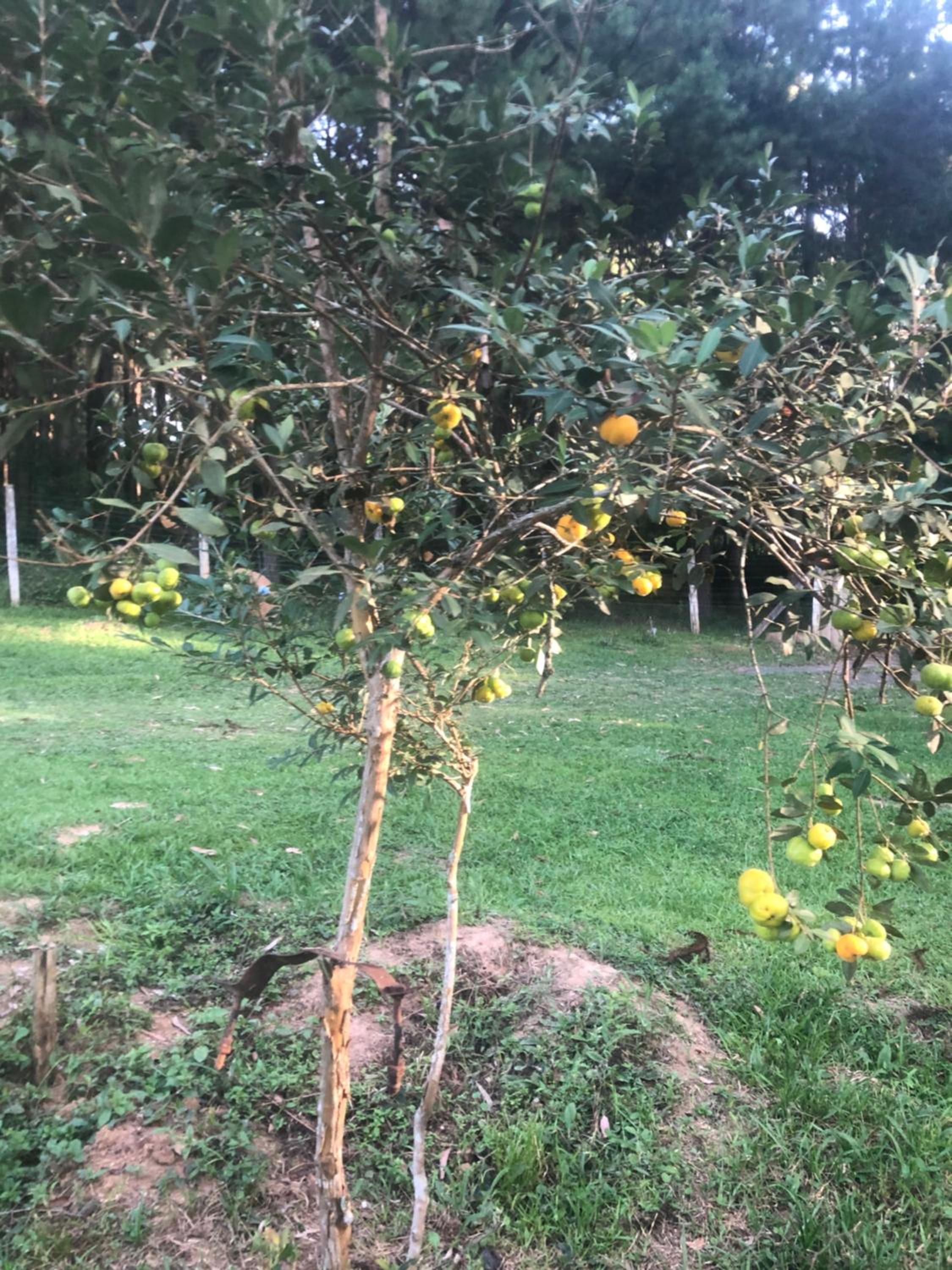 Casa de Campo #Rancho pela saco