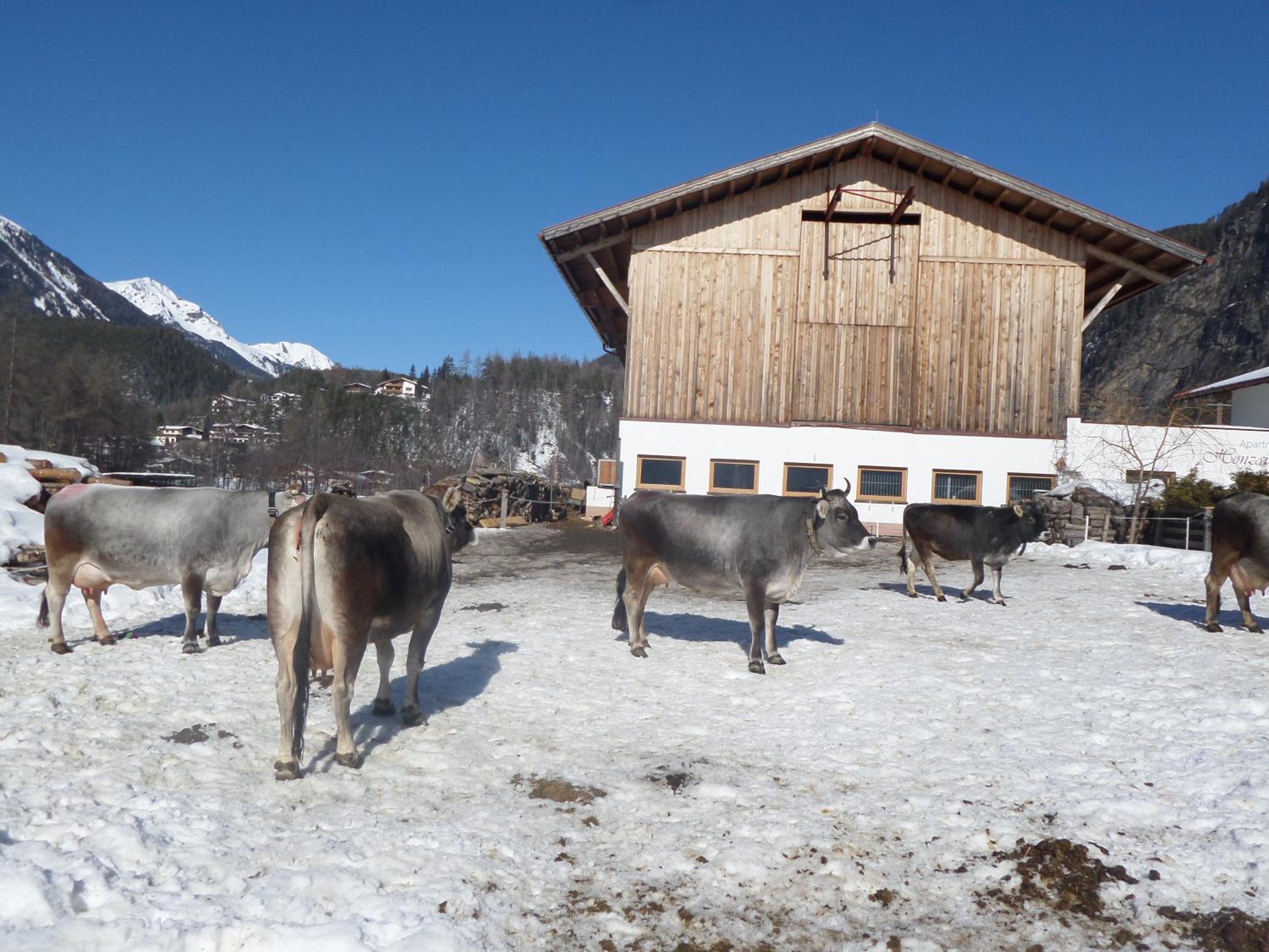 Honzarhof