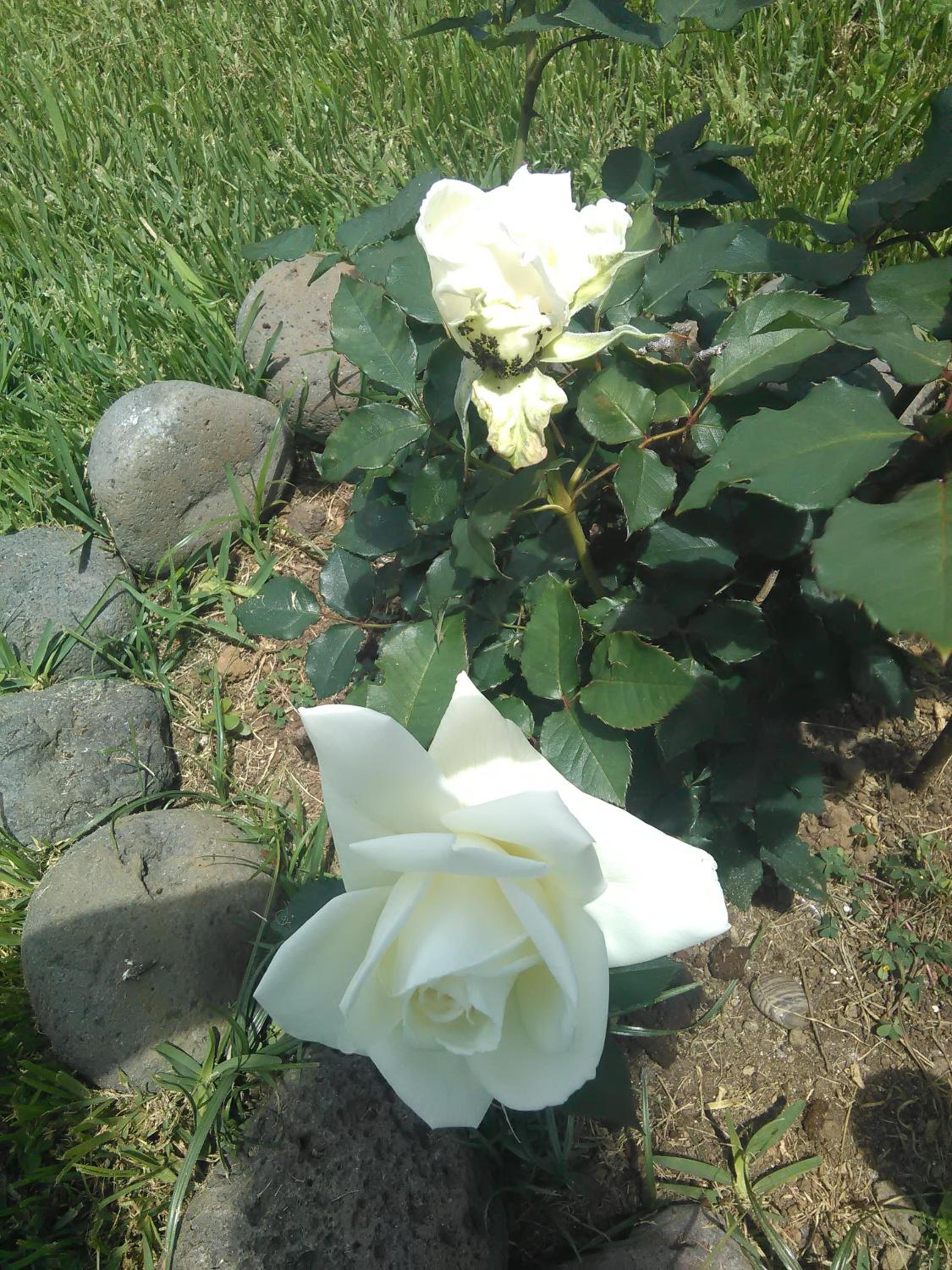 Photo 31