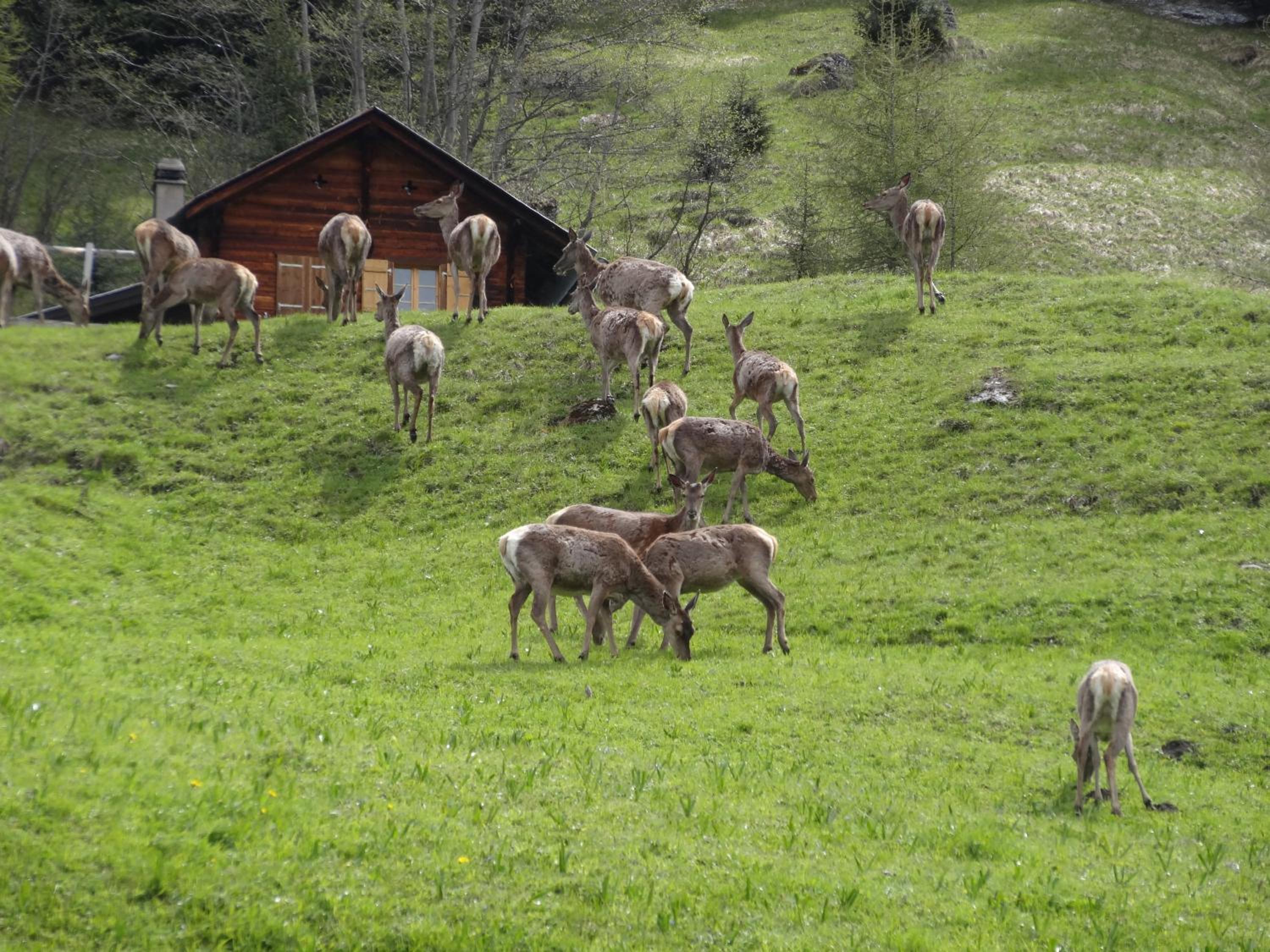 Chalet Edelweiss view 5