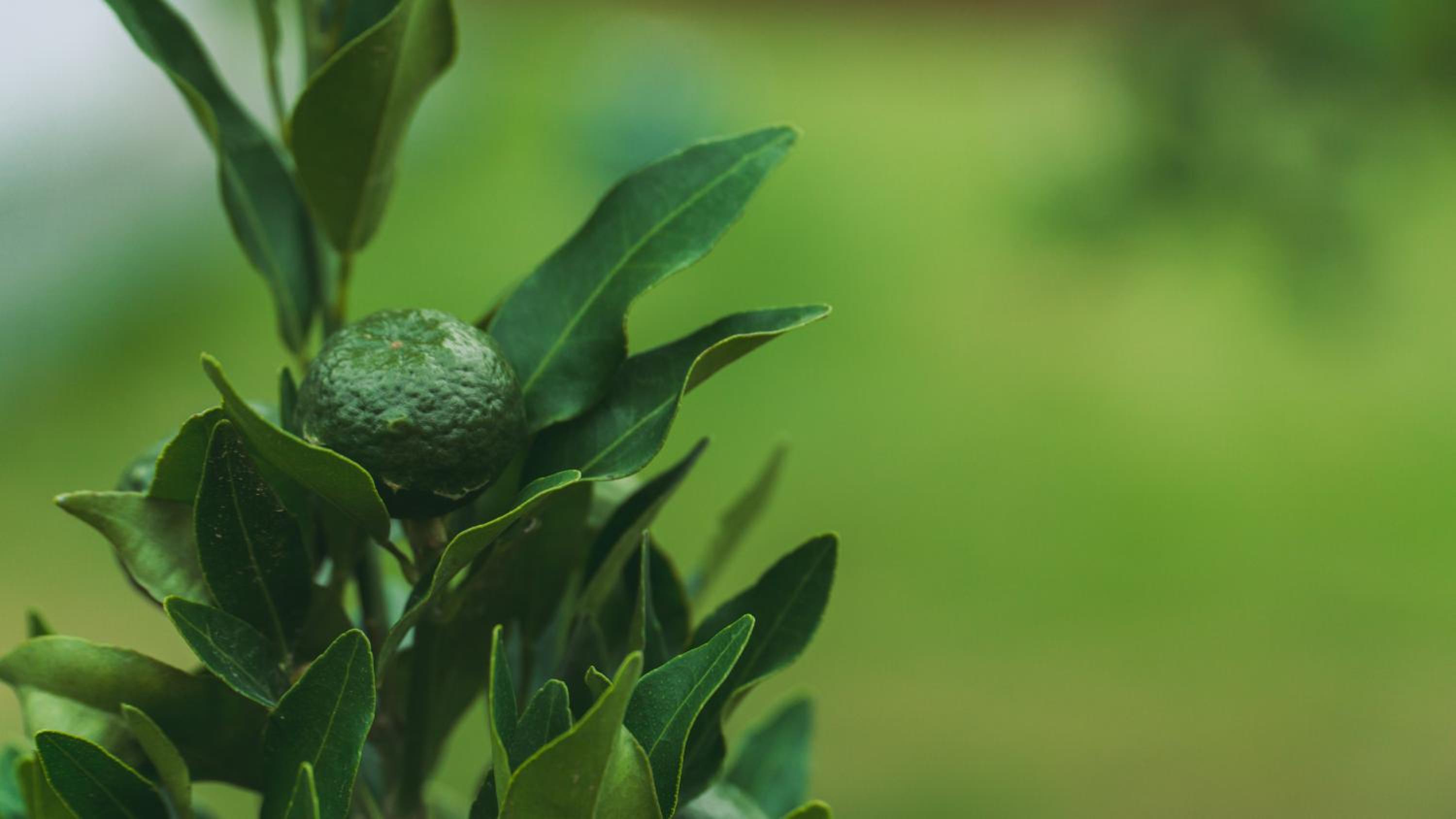 Hotel Paraiso do Estaleirinho - Balneario Camboriu - Image 1