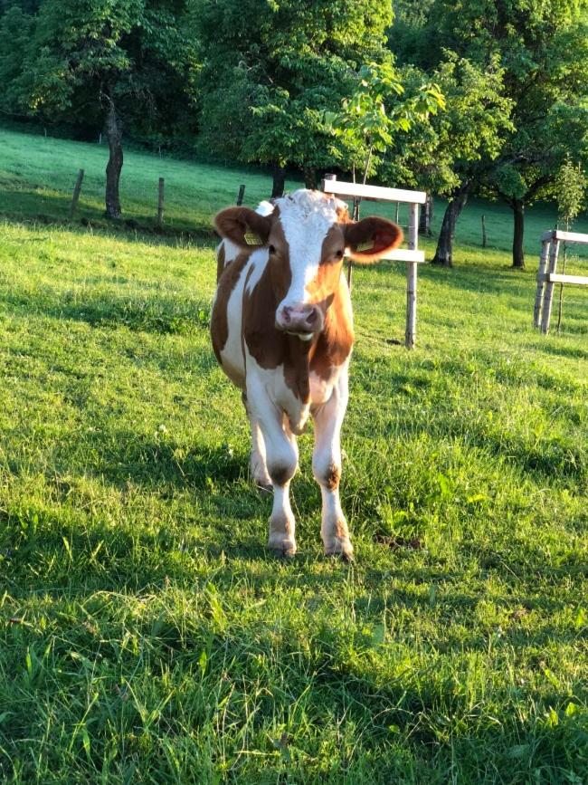 Schleipfnerhof Urlaub auf dem Bauernhof