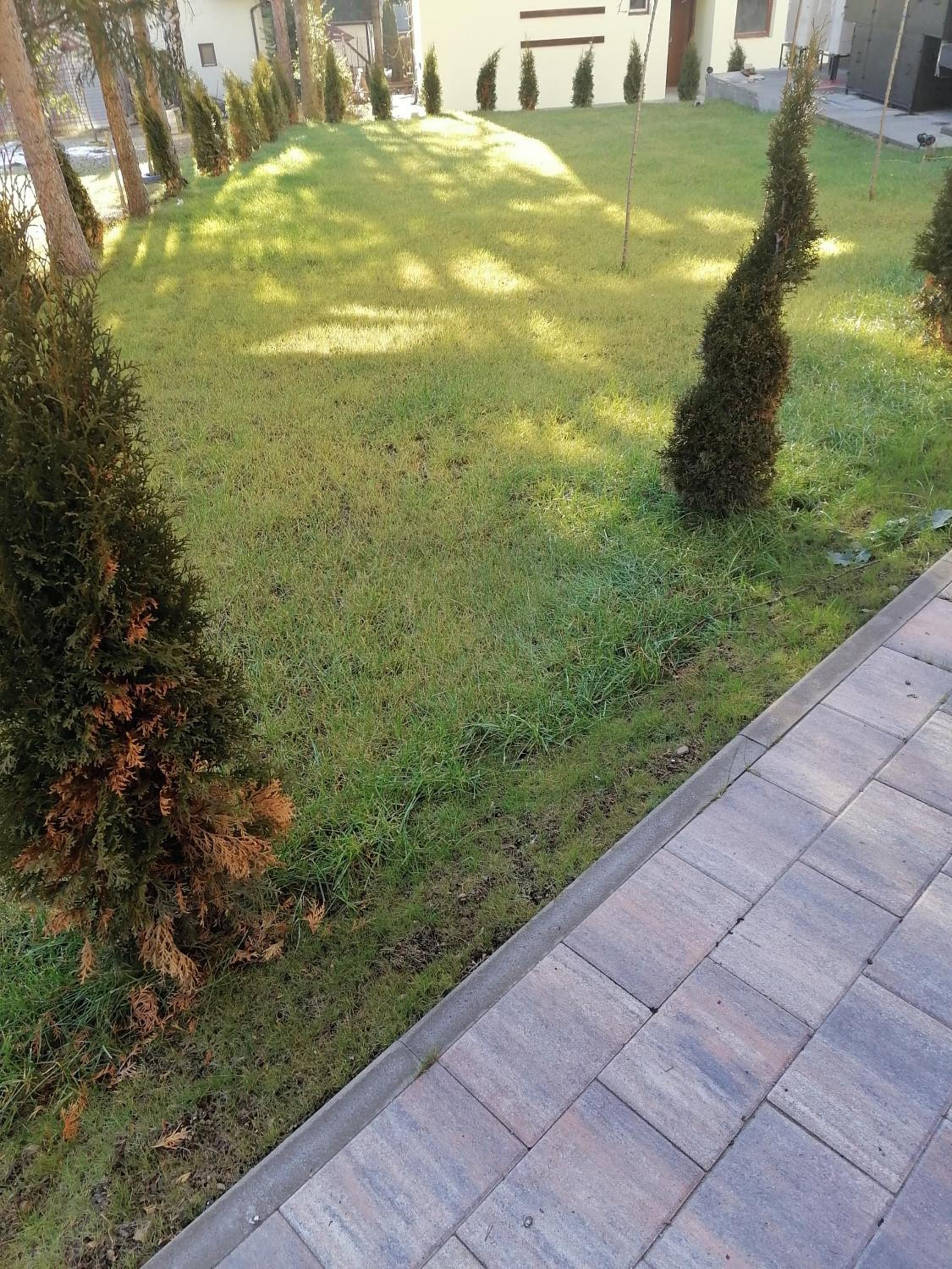 Forest Andrijana view 5