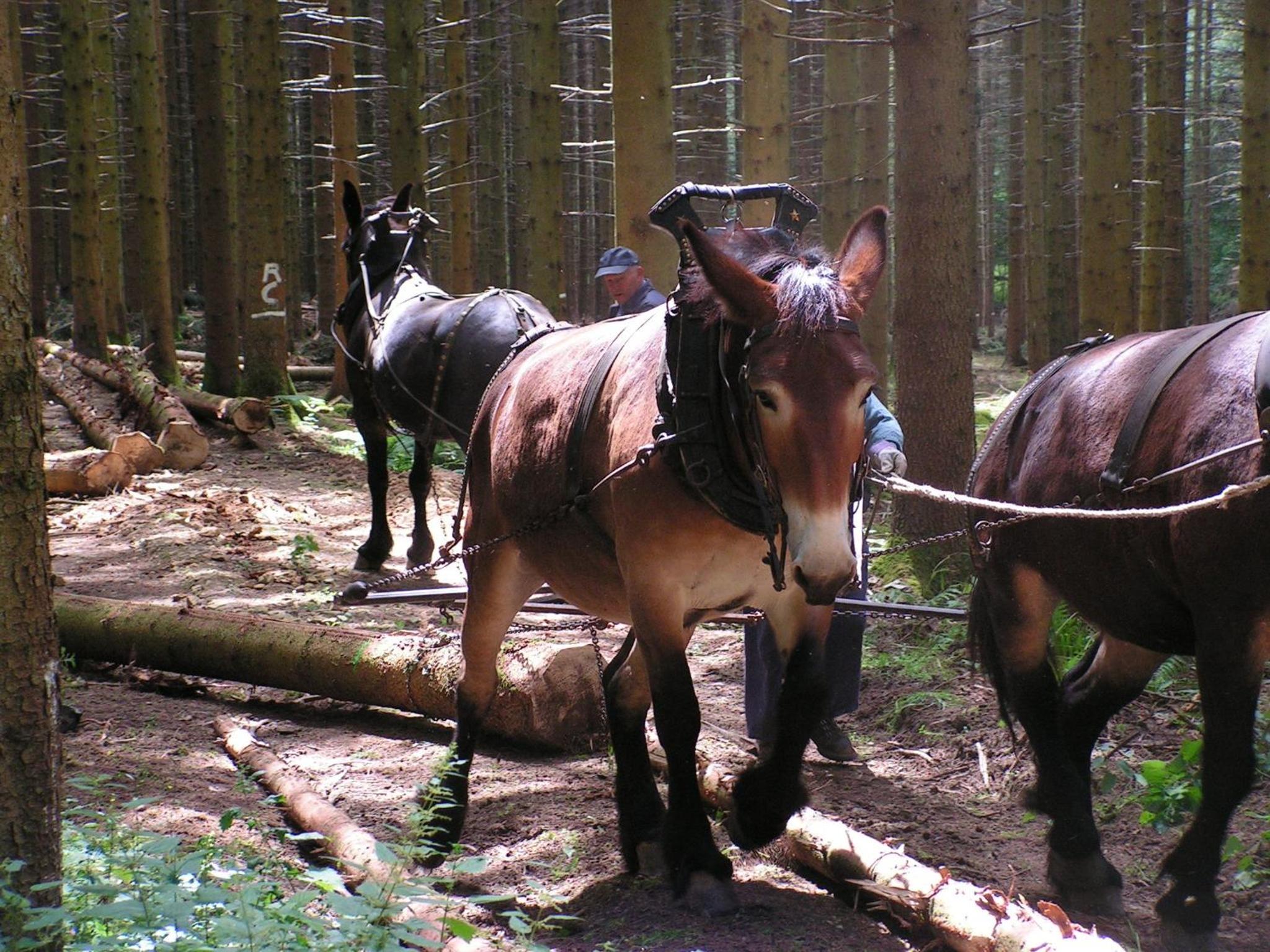 Gites-Clairiere-Ardenne