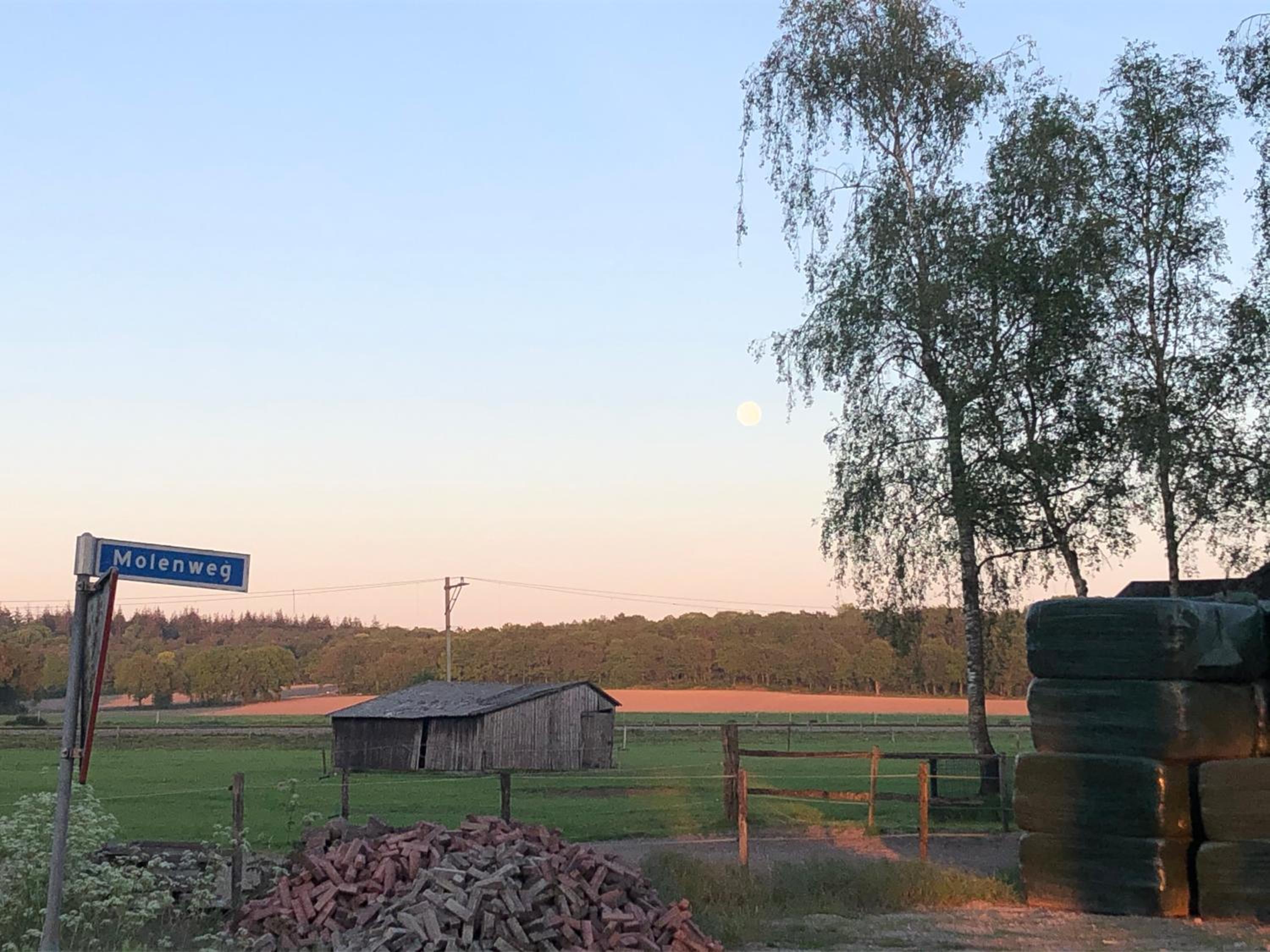 De Gouden Wilg view 5