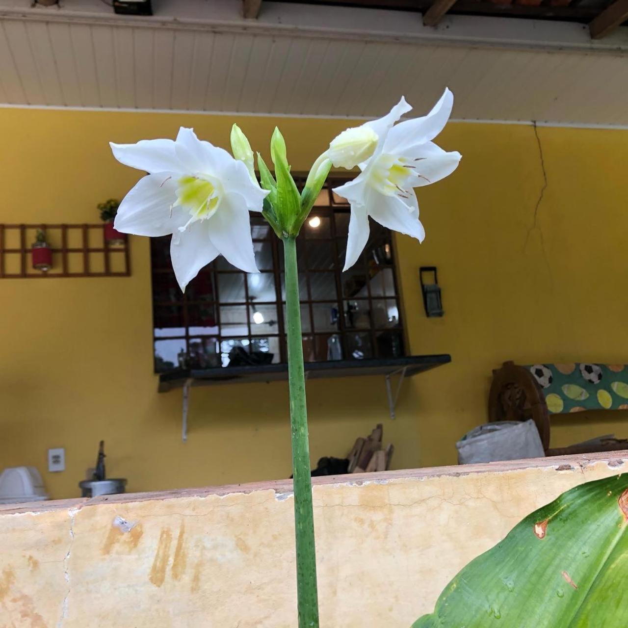 Chacara maravilhosa pertinho de Curitiba