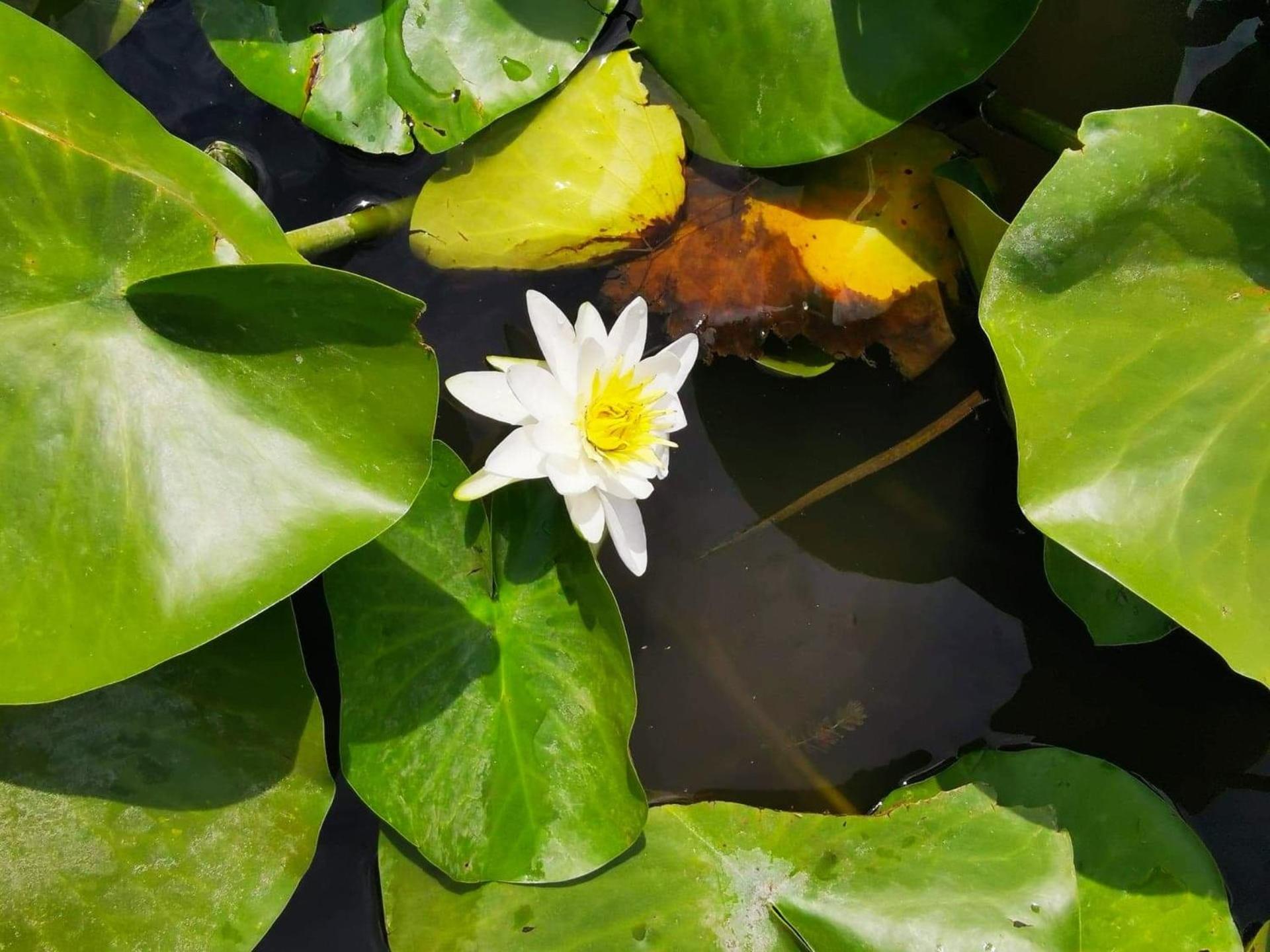 Photo 16
