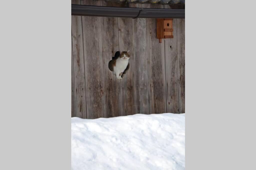 Charmantes Gästehaus am Waldrand in alpiner Lage Siehe auch zweites Objekt Gästewohnung in altem Bauernhaus