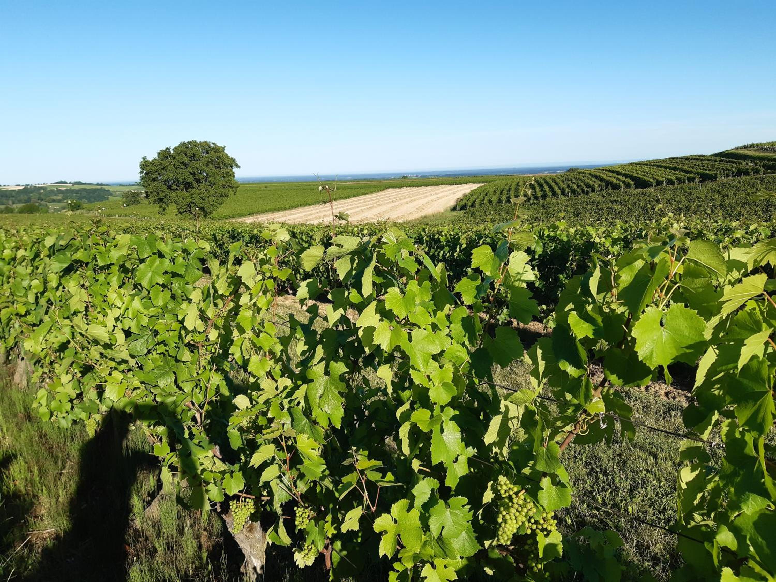 LES PRUNELLES Chambres d'hôtes view 2