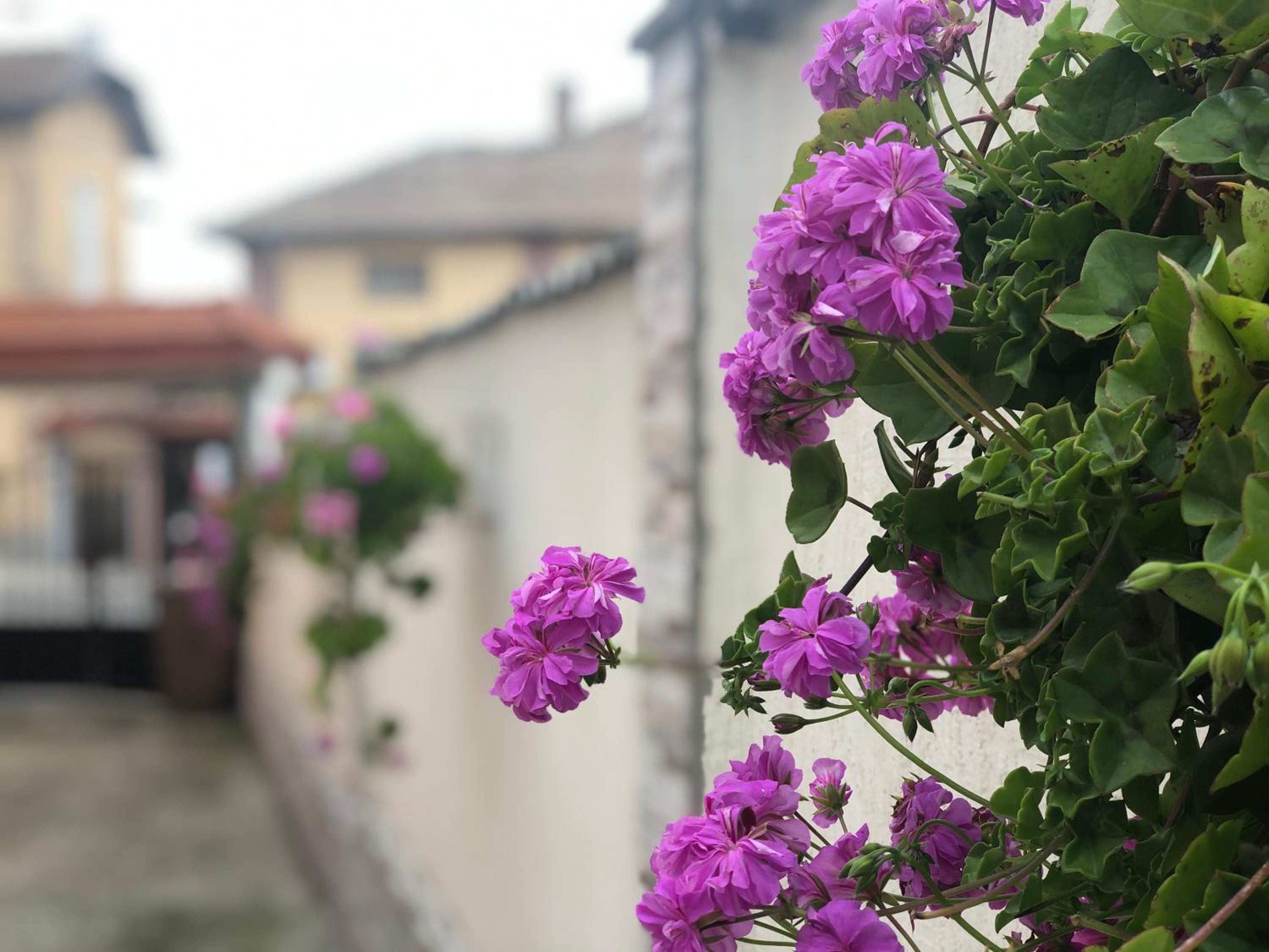 Guest House Pri Germanetsa