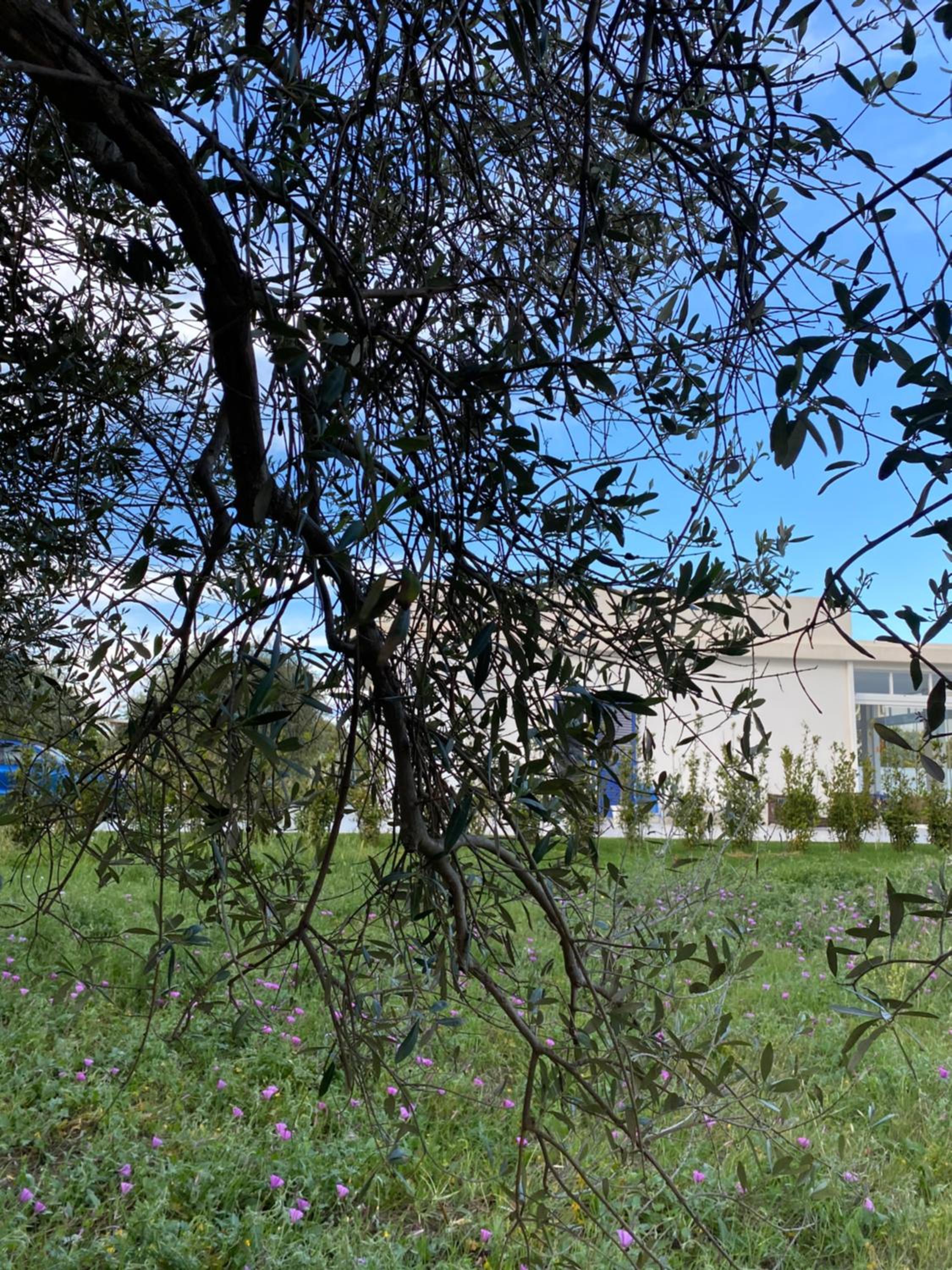 Villa Caponegro