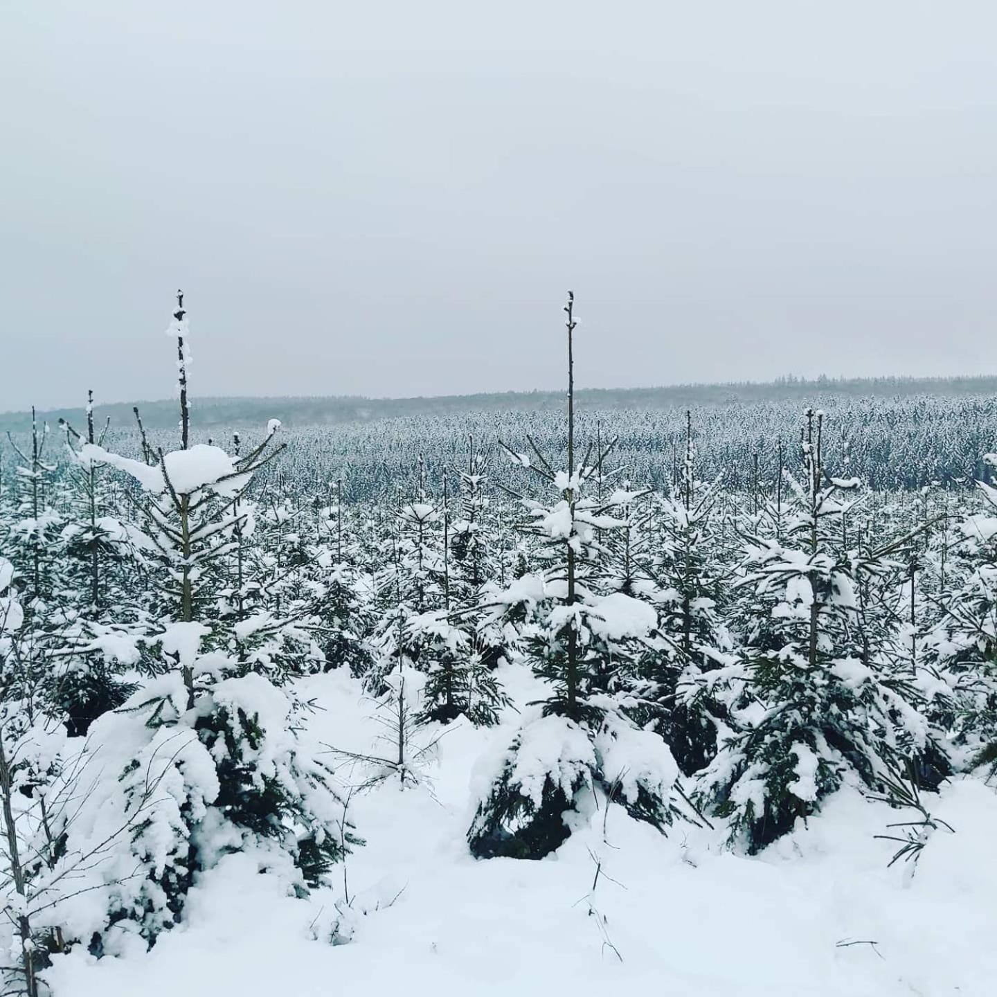 Le refuge Ardennais