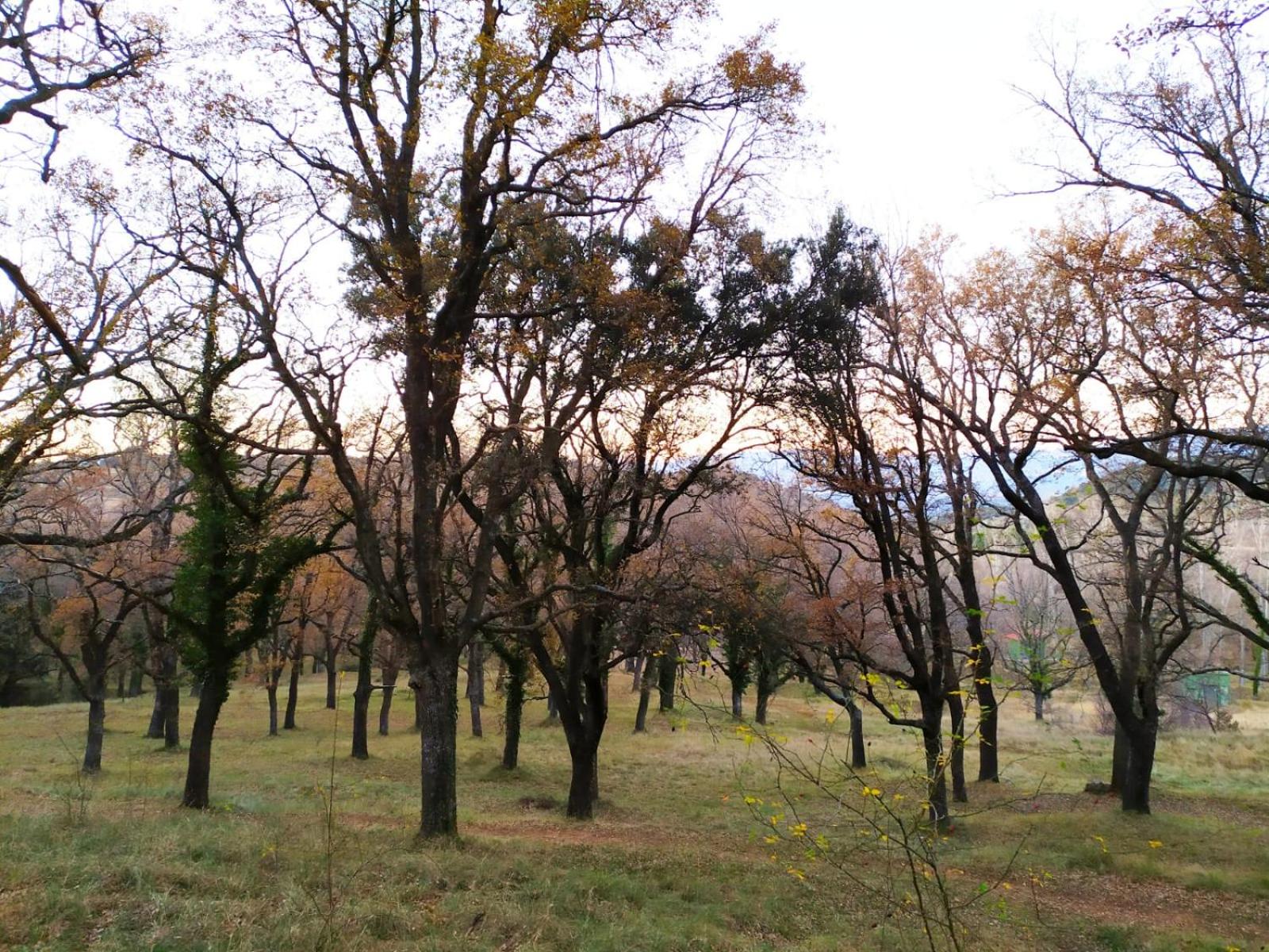 XALET de MUNTANYA