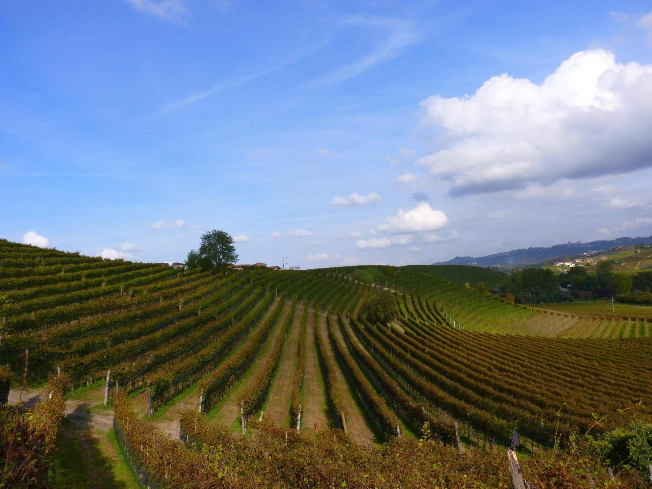 Agriturismo Viticcio