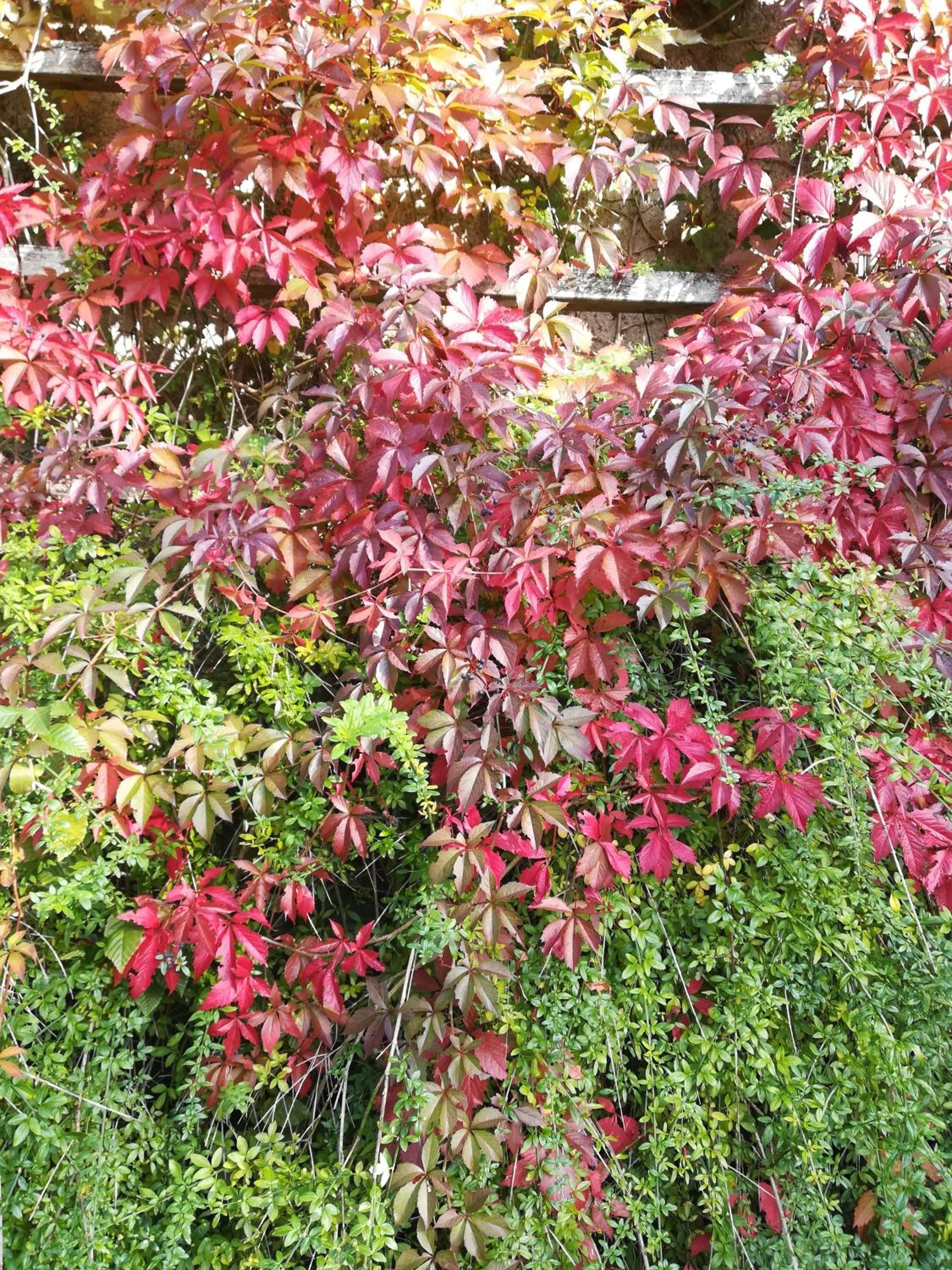 Photo 41