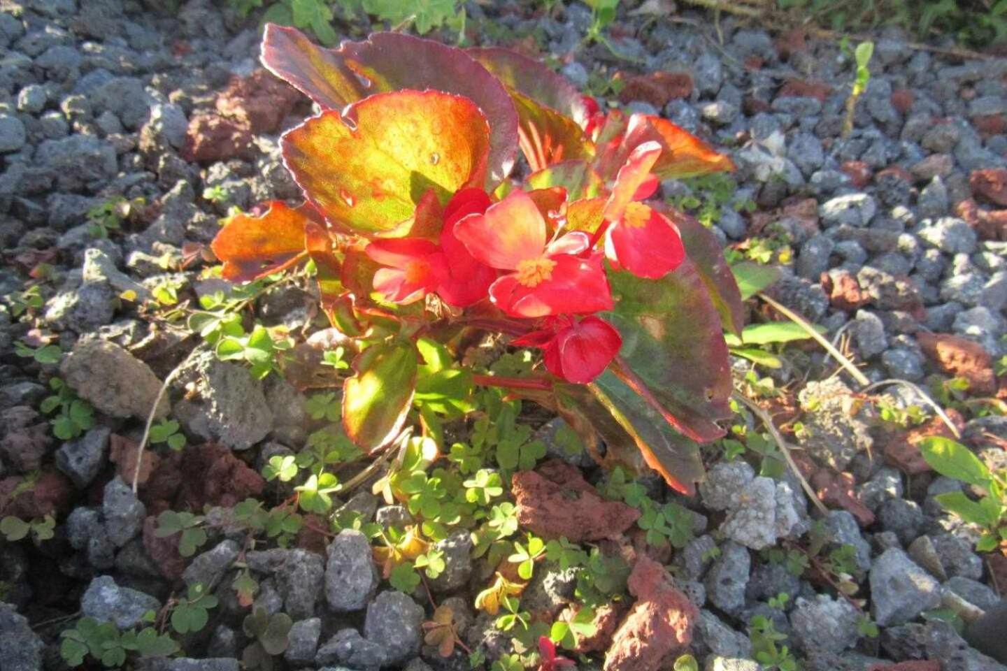 Photo 52