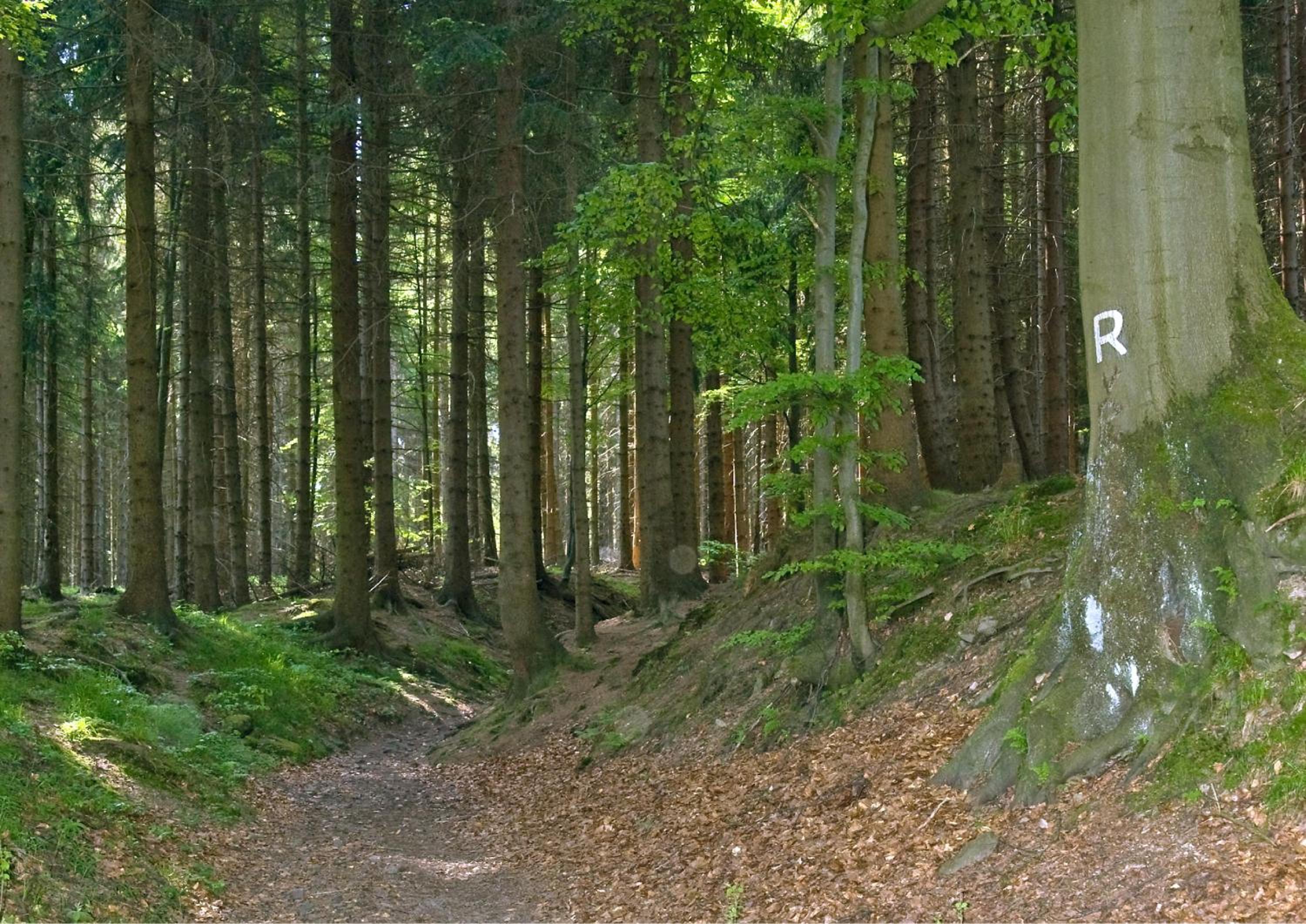 Panoramaferienwohnung Bergwiese
