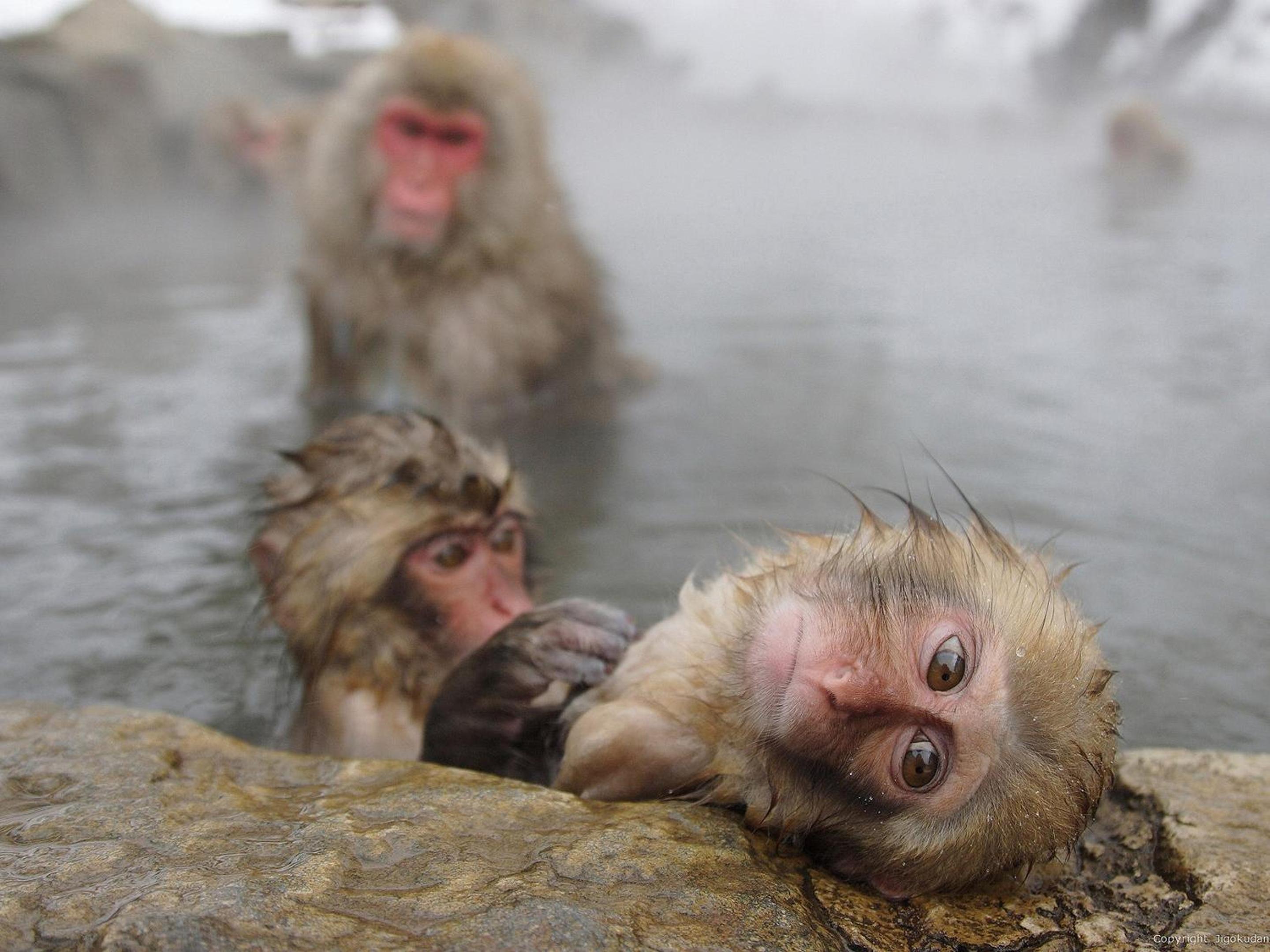 Togari Onsen Alpen Plaza