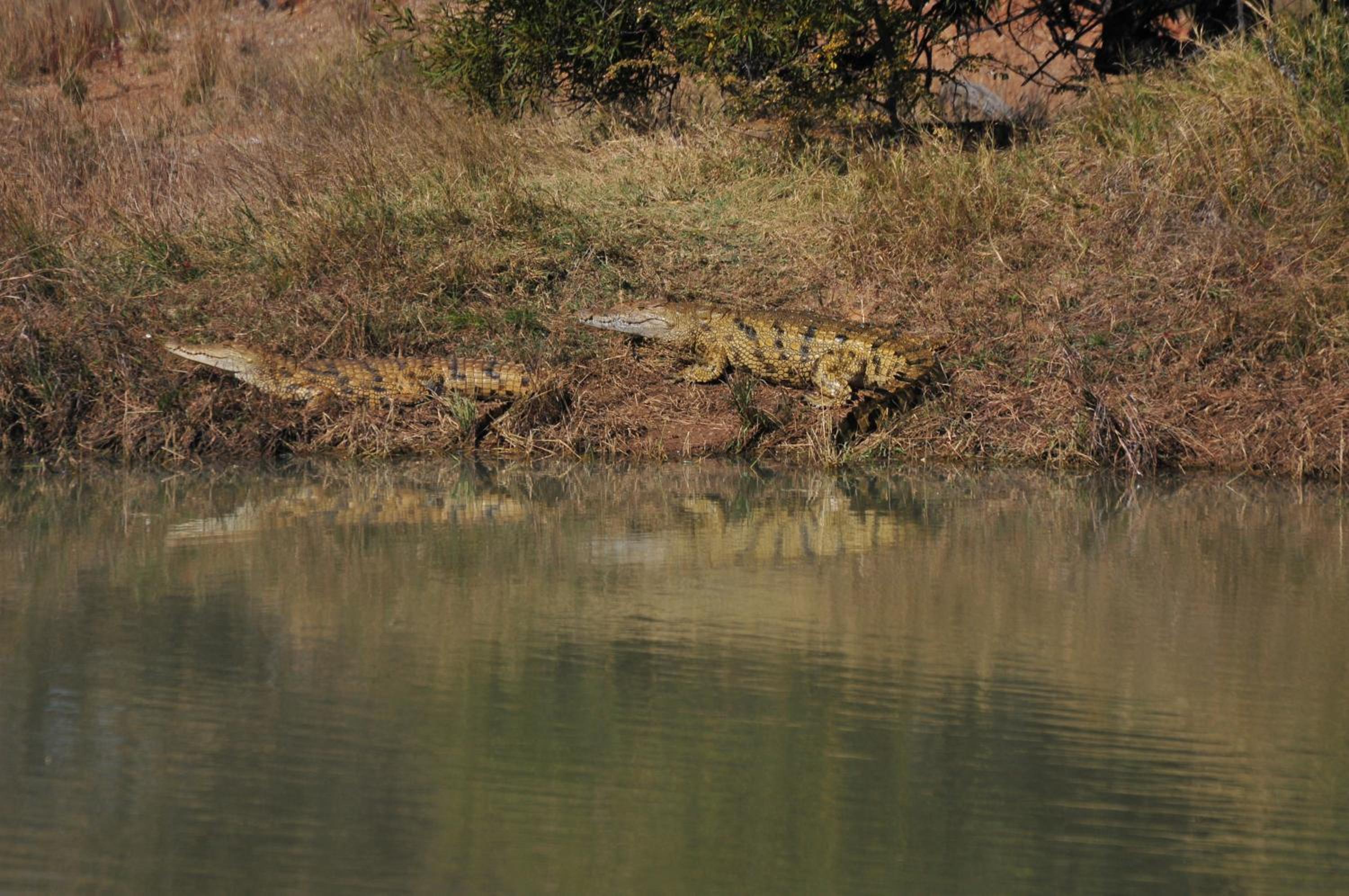 Mziki Safari Lodge