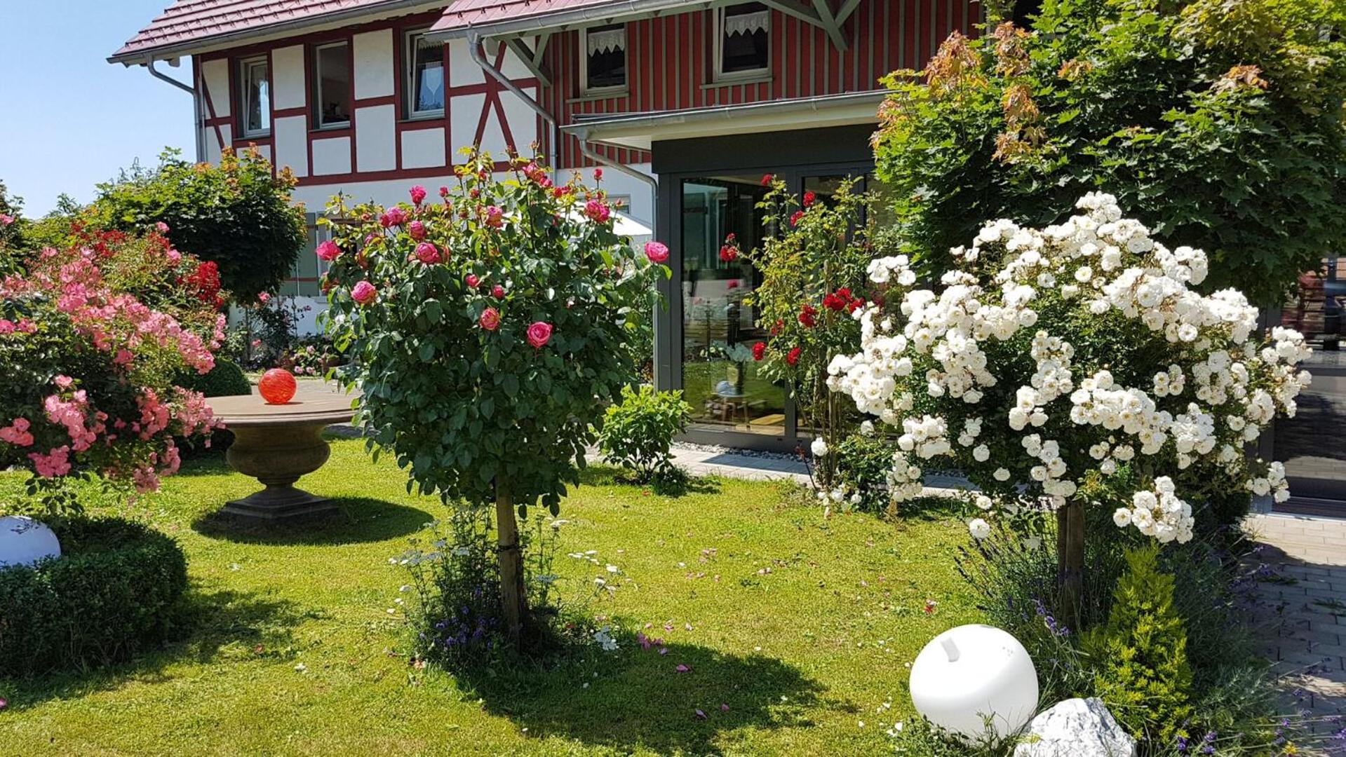 Landgut Apfelrose