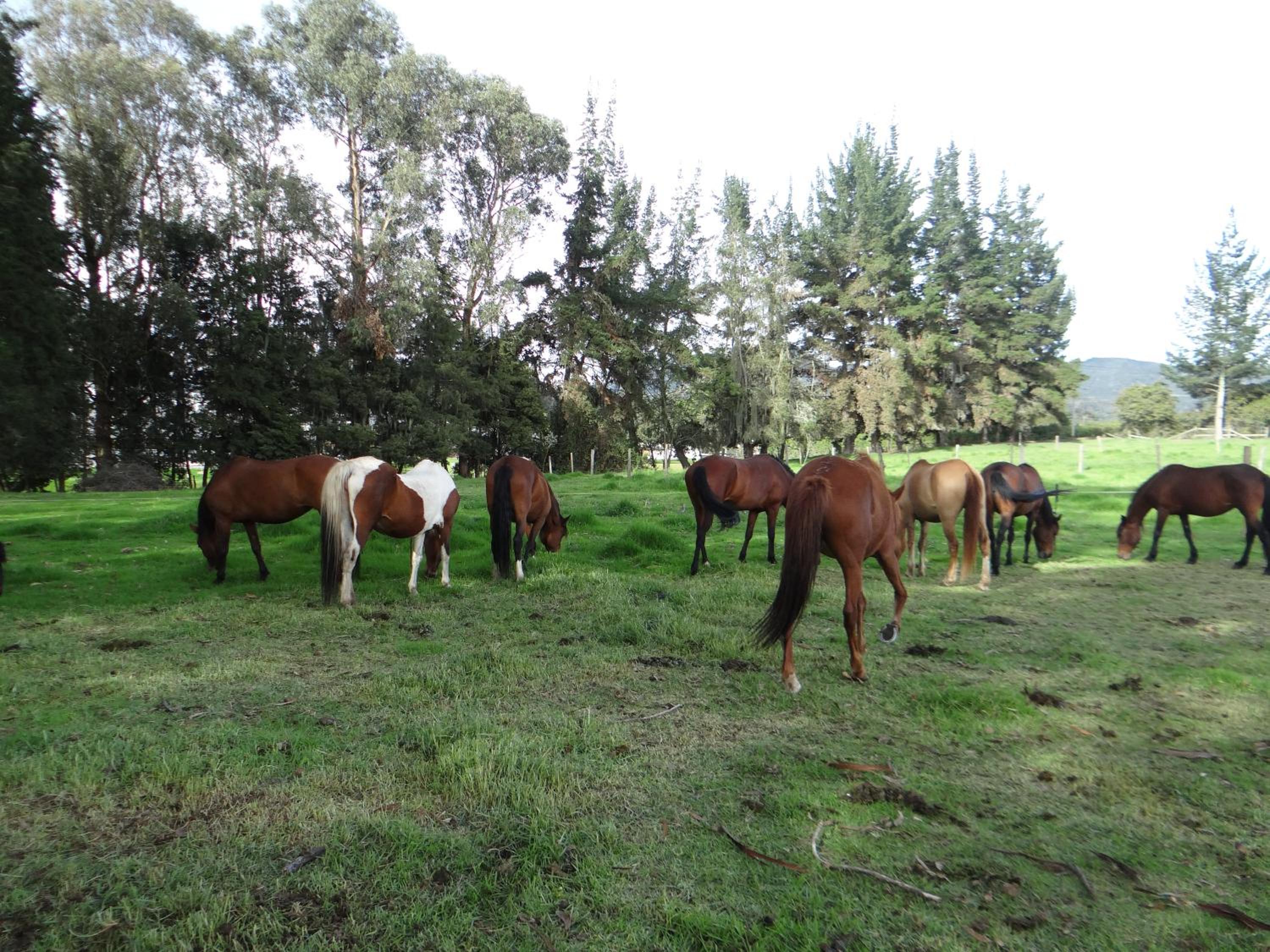 La Isabela Estancia Ecuestre