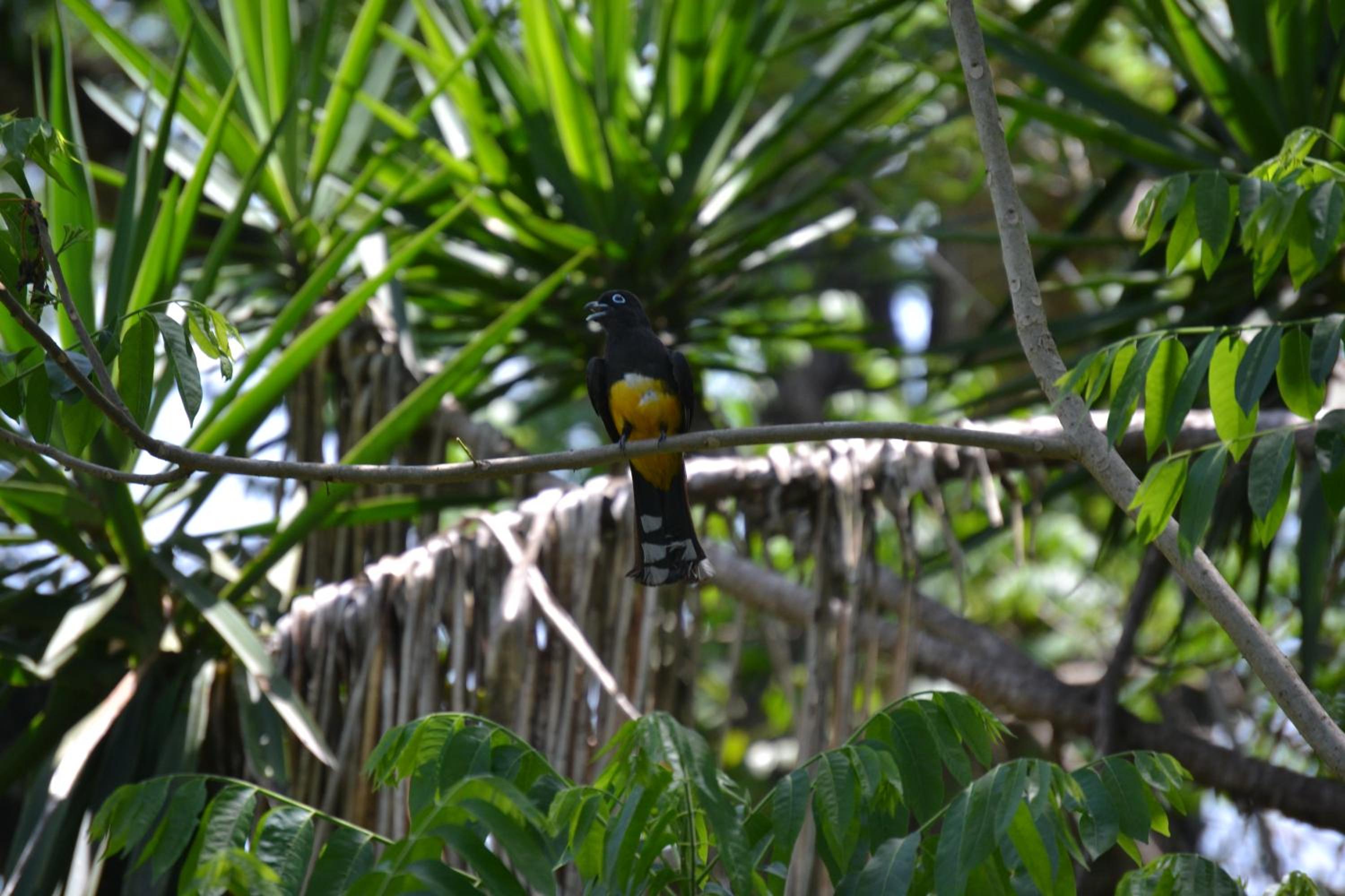Tree Top Tropical Oasis in San Ignacio - Your Home Away from Home in The Trees