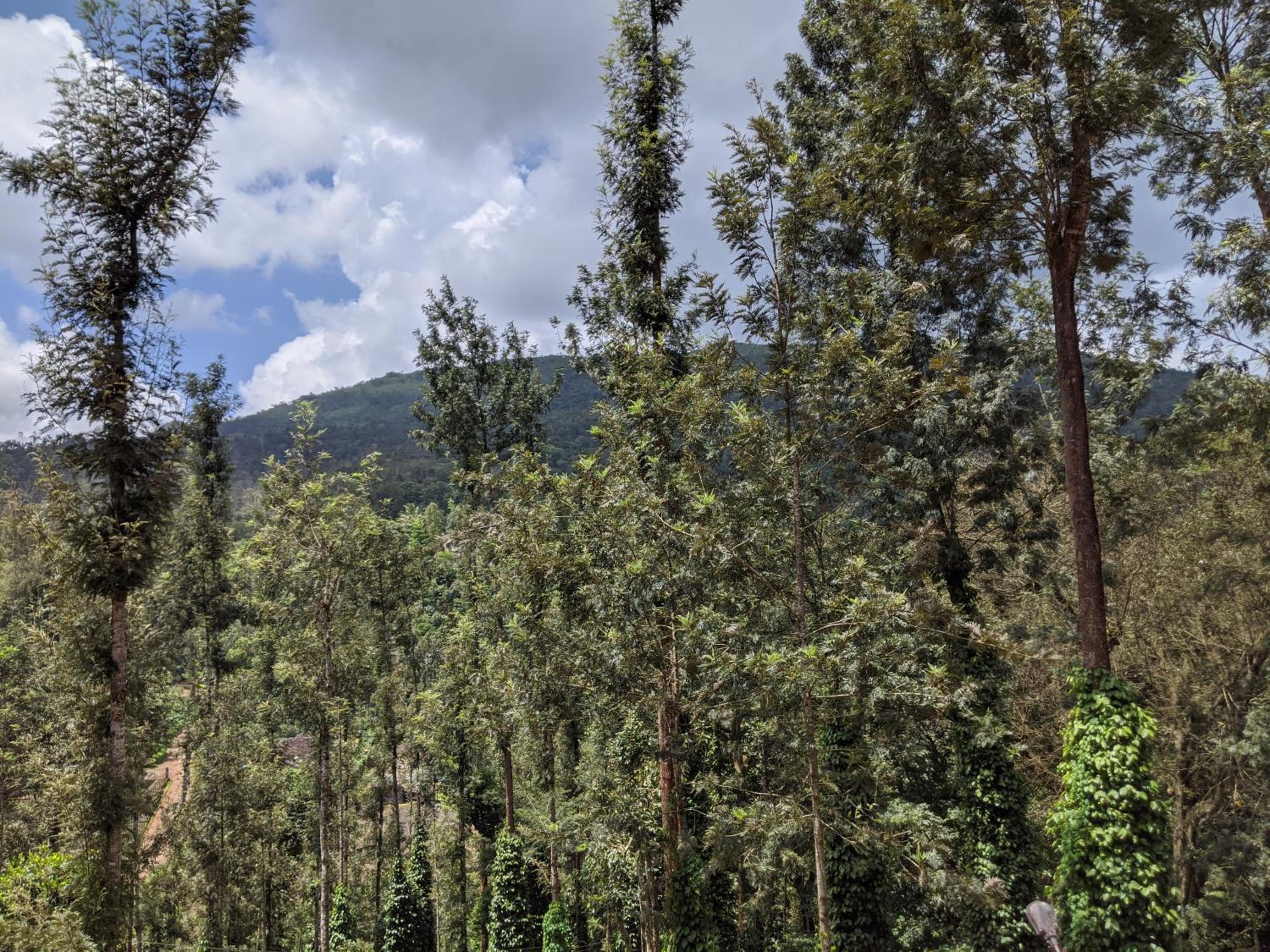 Siderbhan Homestay