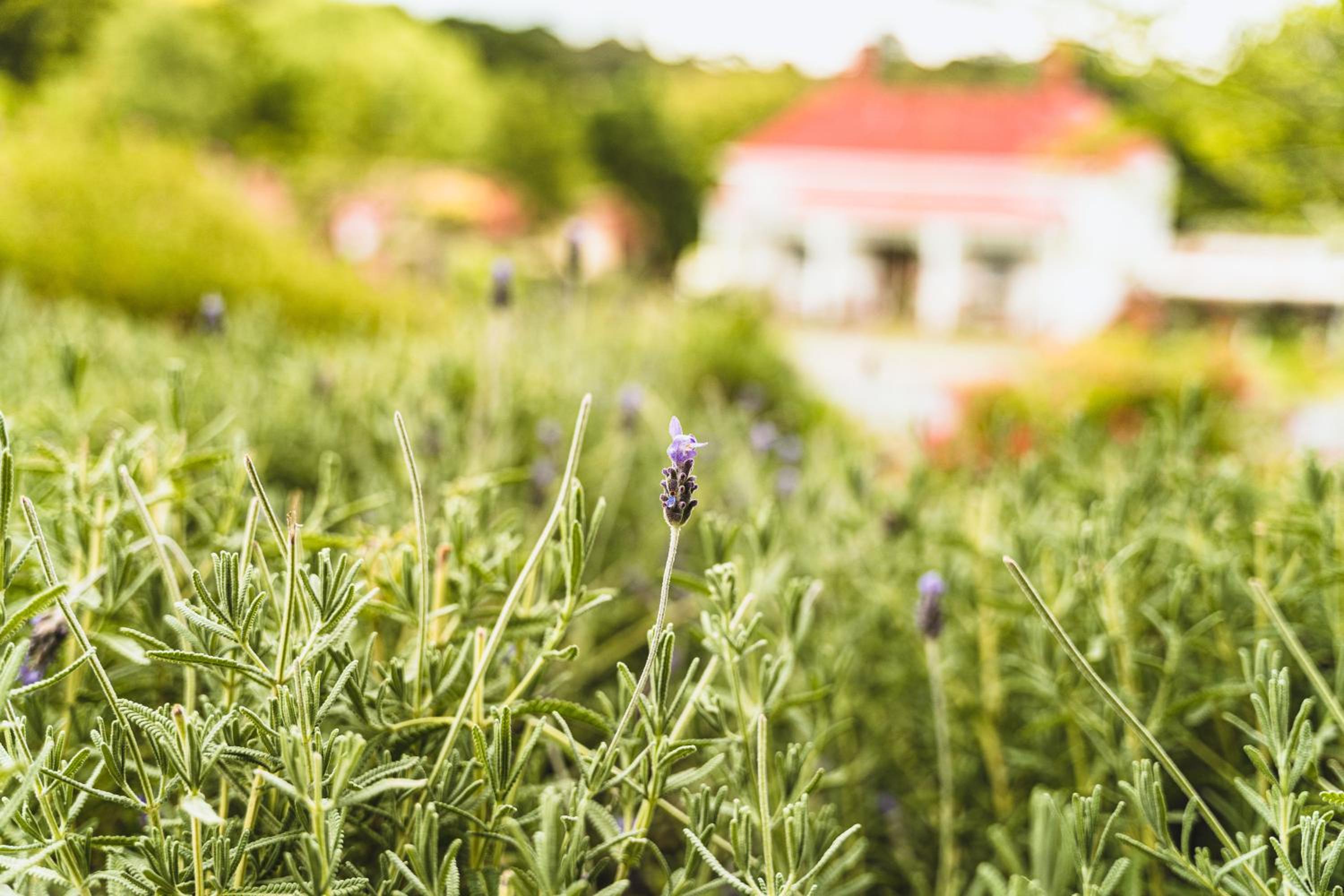 Daylesford Spa Accommodation