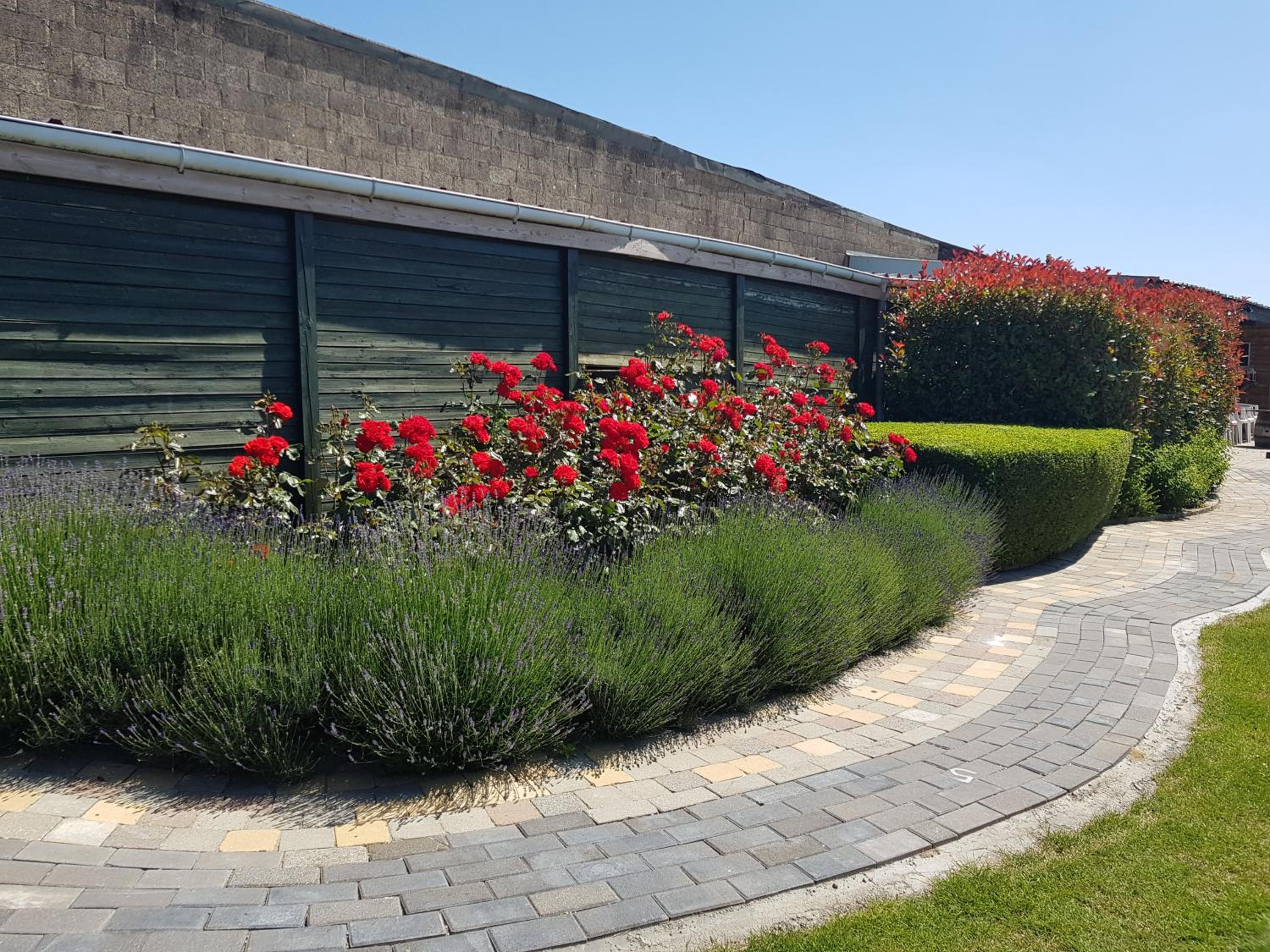 De achtertuin