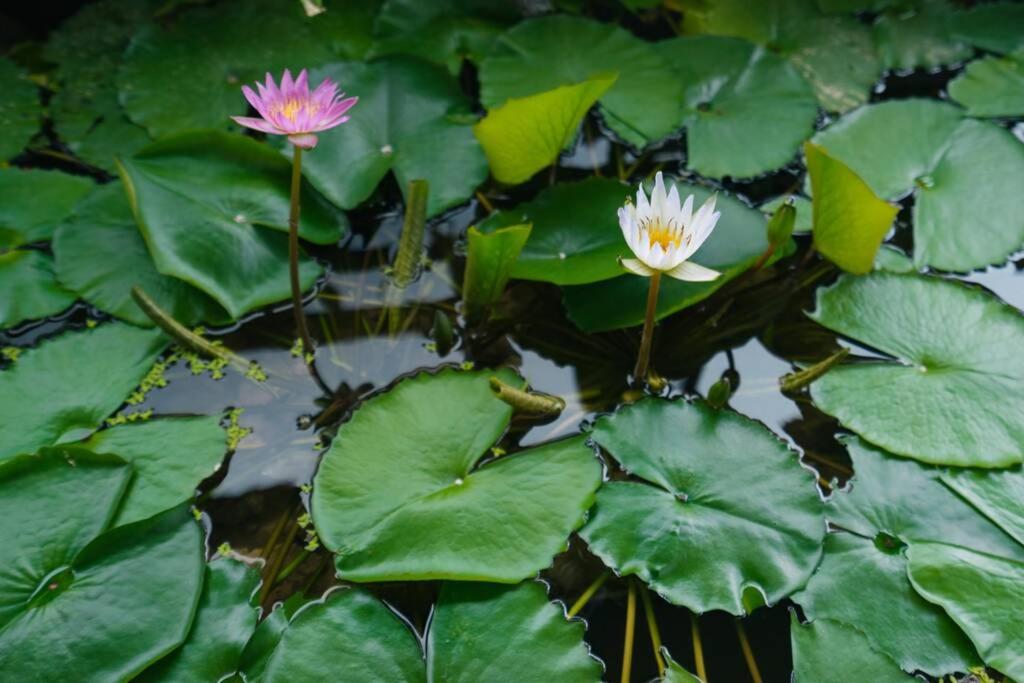 Homestay CHẤT - Pagoda View 2